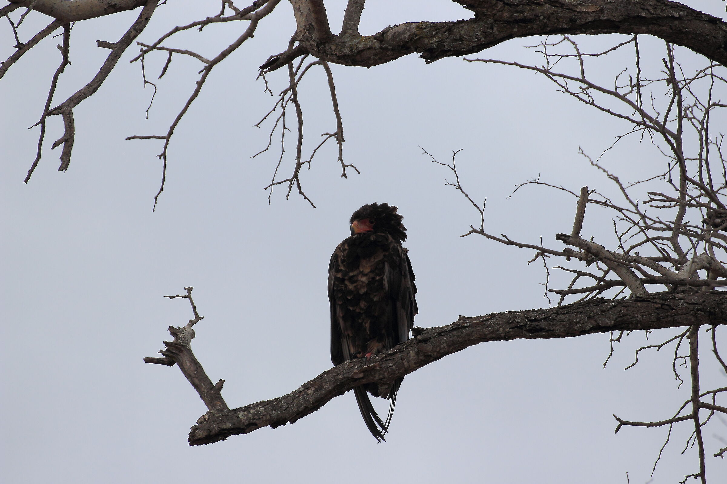 Bateleur Eagle