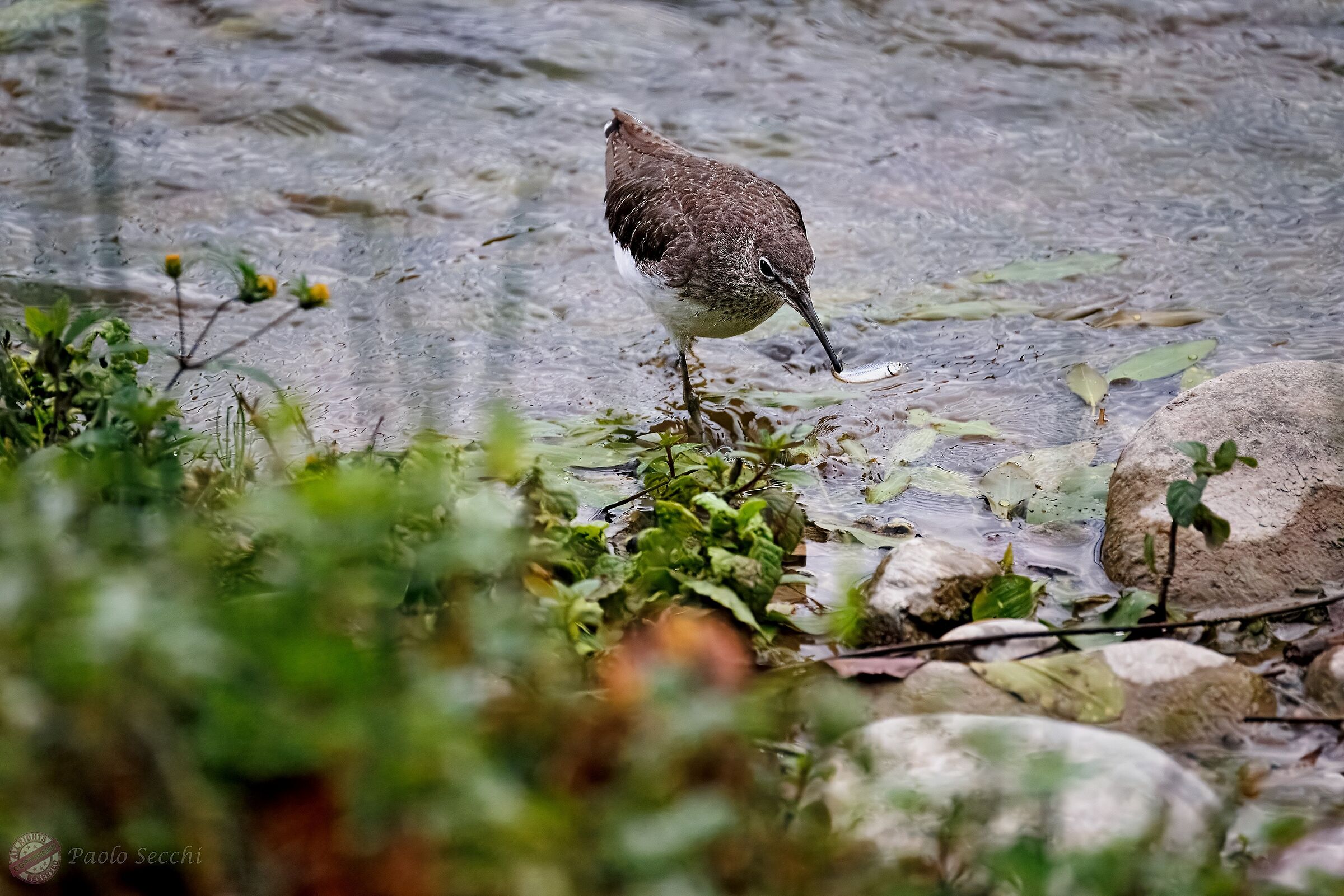 Tringa ochropus (White-tailed Sandpiper)