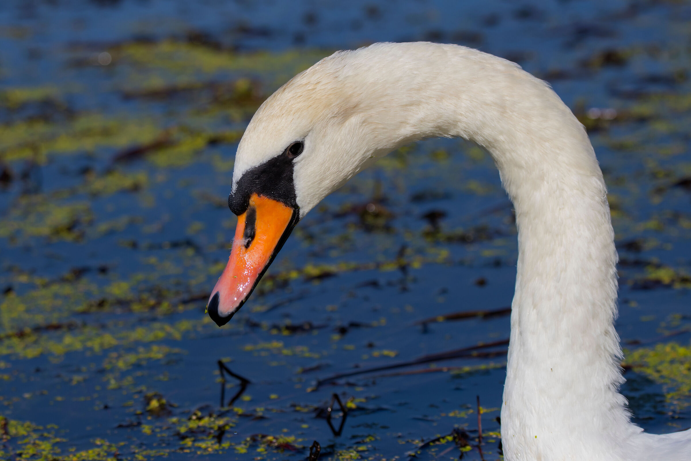 Mute swan