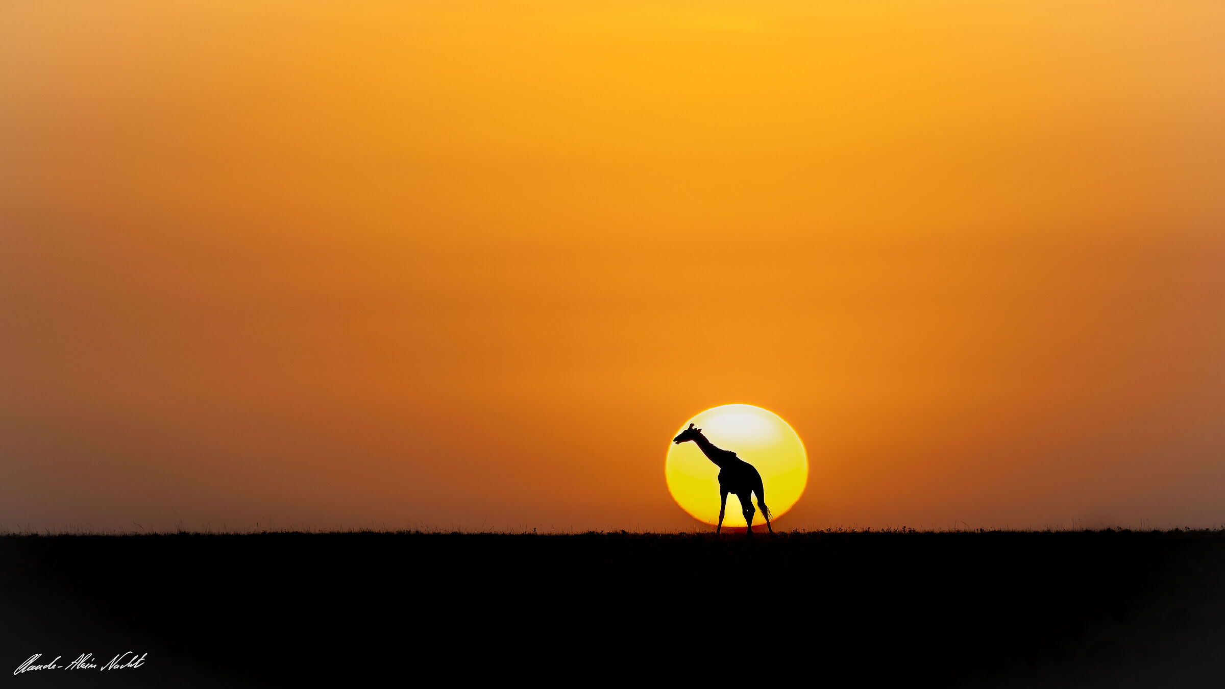 Giraffe at sunrise