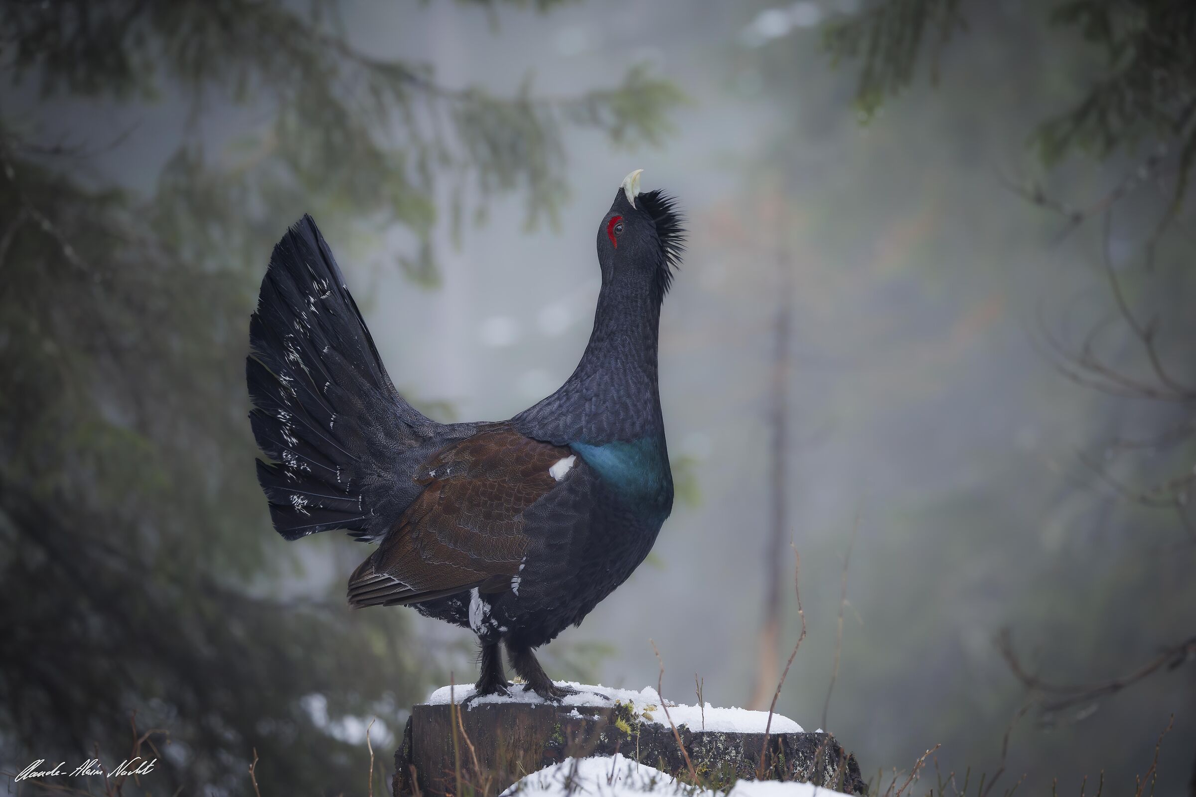 Capercaillie in the mist