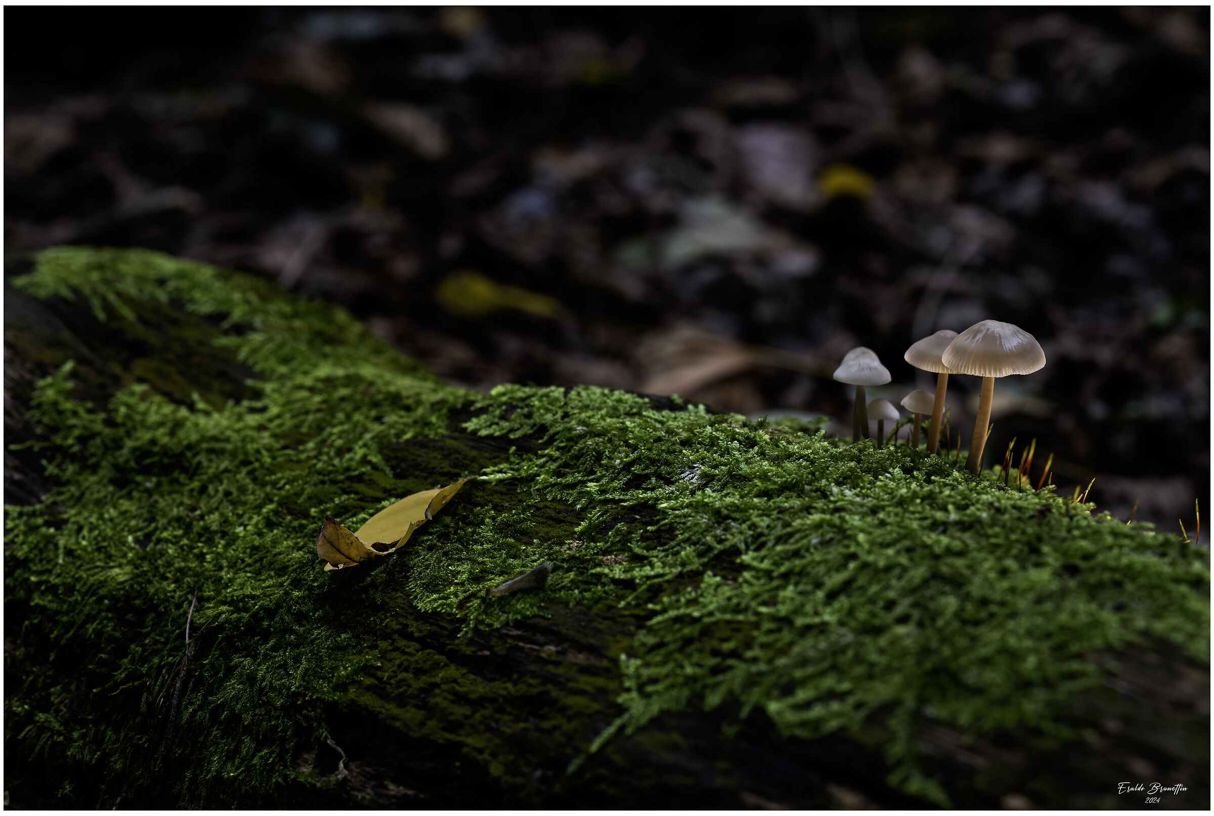 Untitled Photo