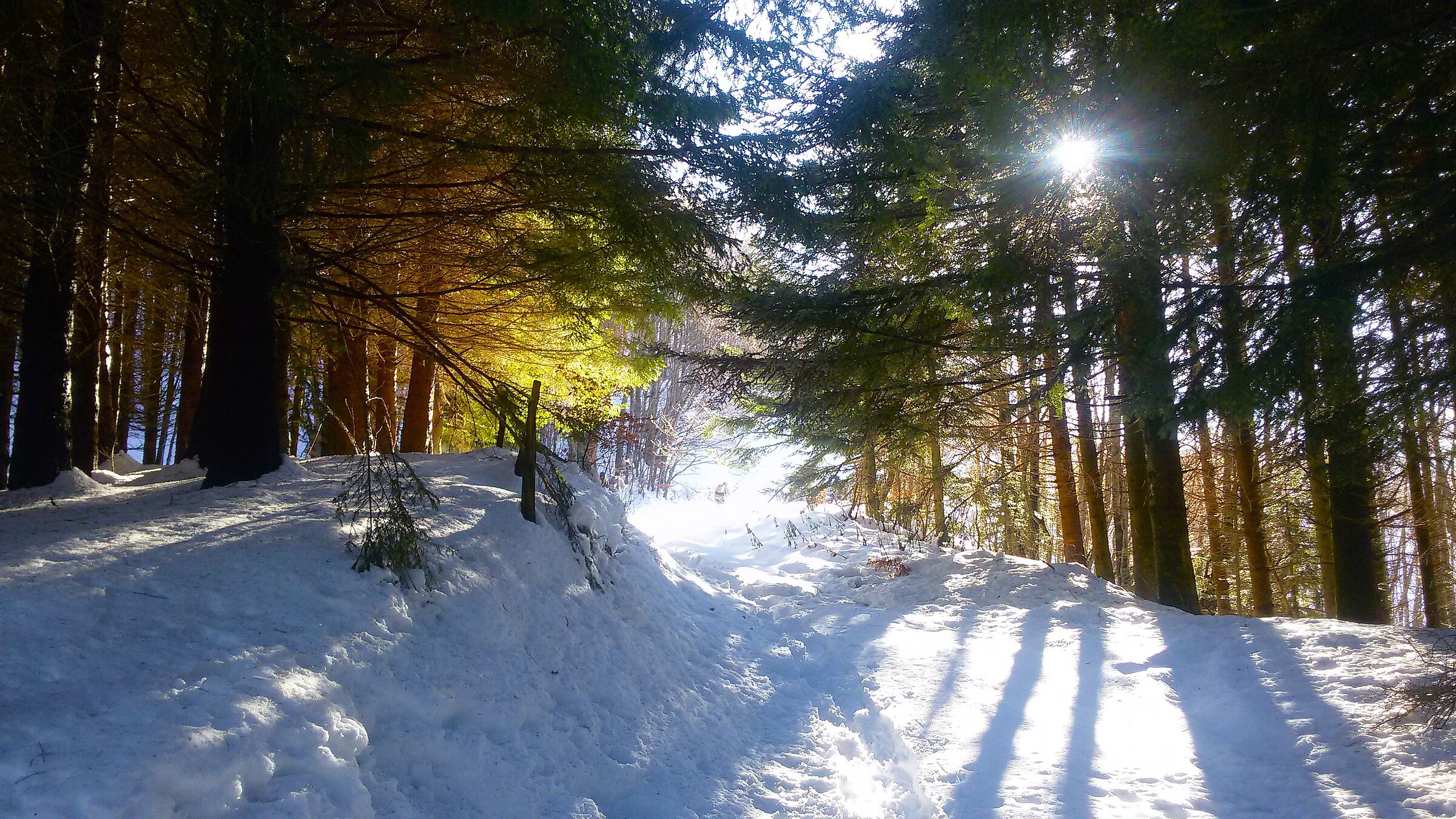 Rays among the trees, Sant'Antonio di Riccovolto (MO)