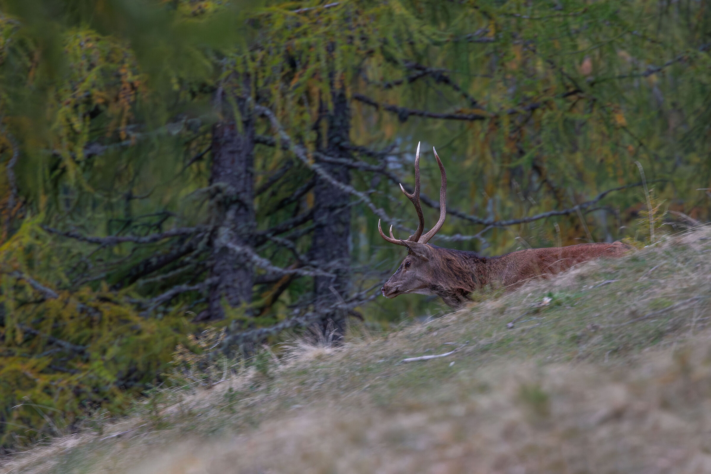 cervo in corsa