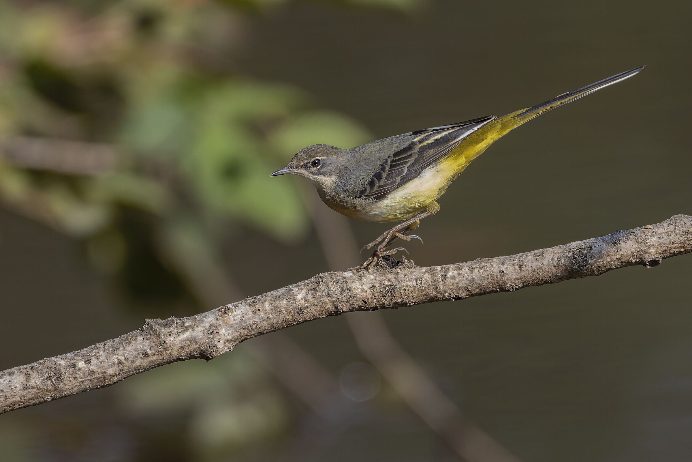 Grey wagtail