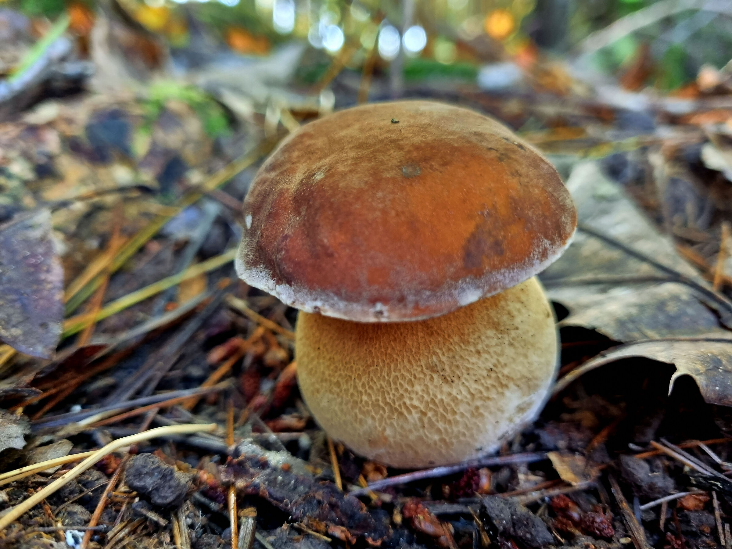 Boletus reticulatus 1
