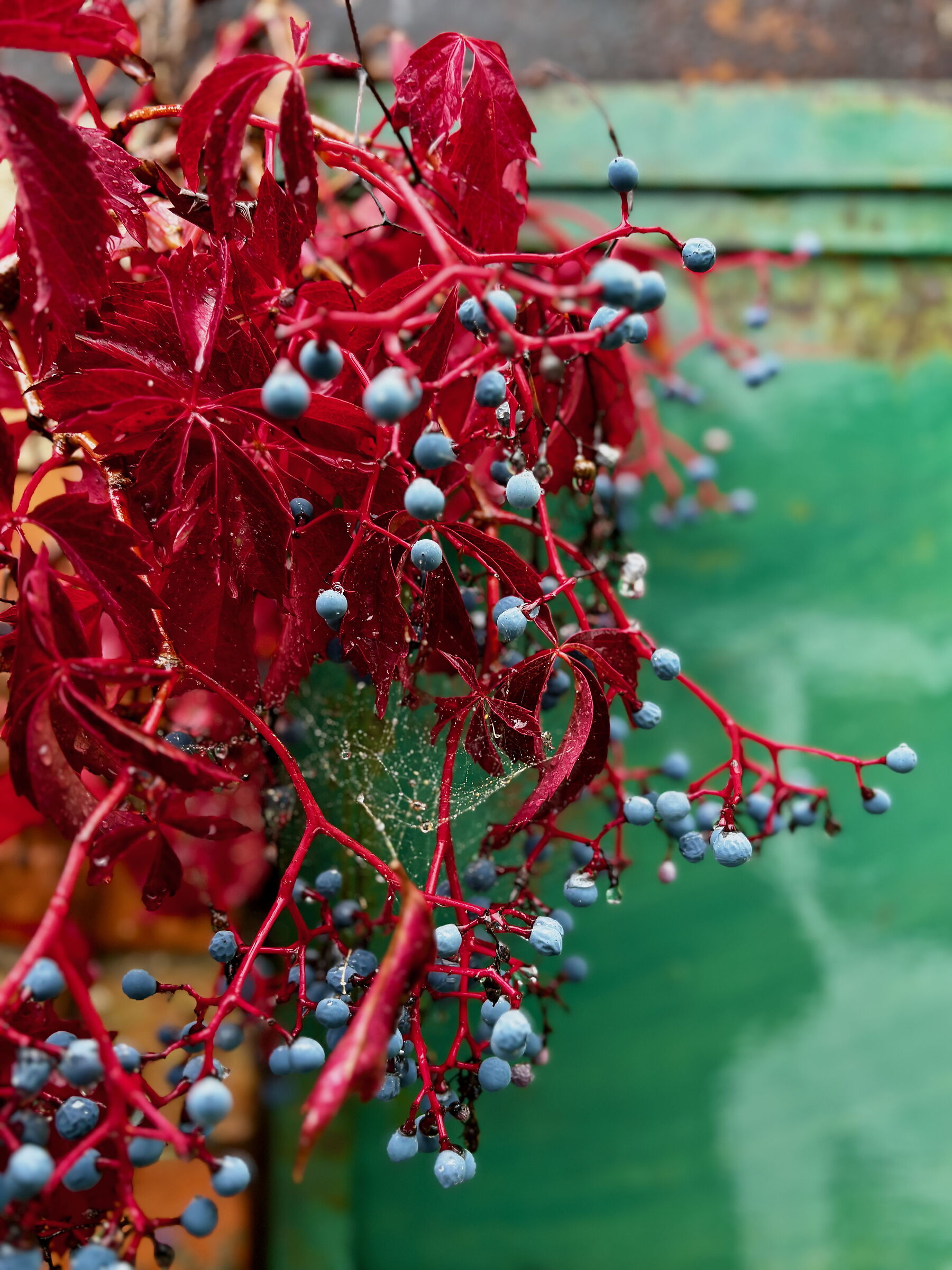 Parthenocissus Quinquefolia