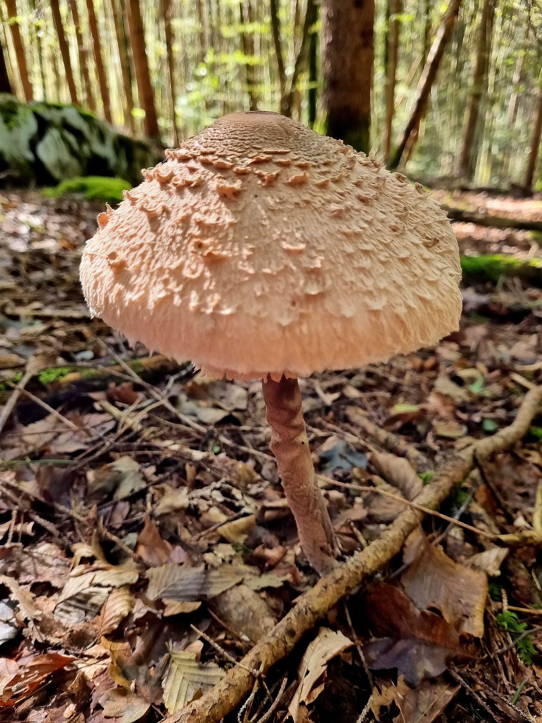 Macrolepiota procera