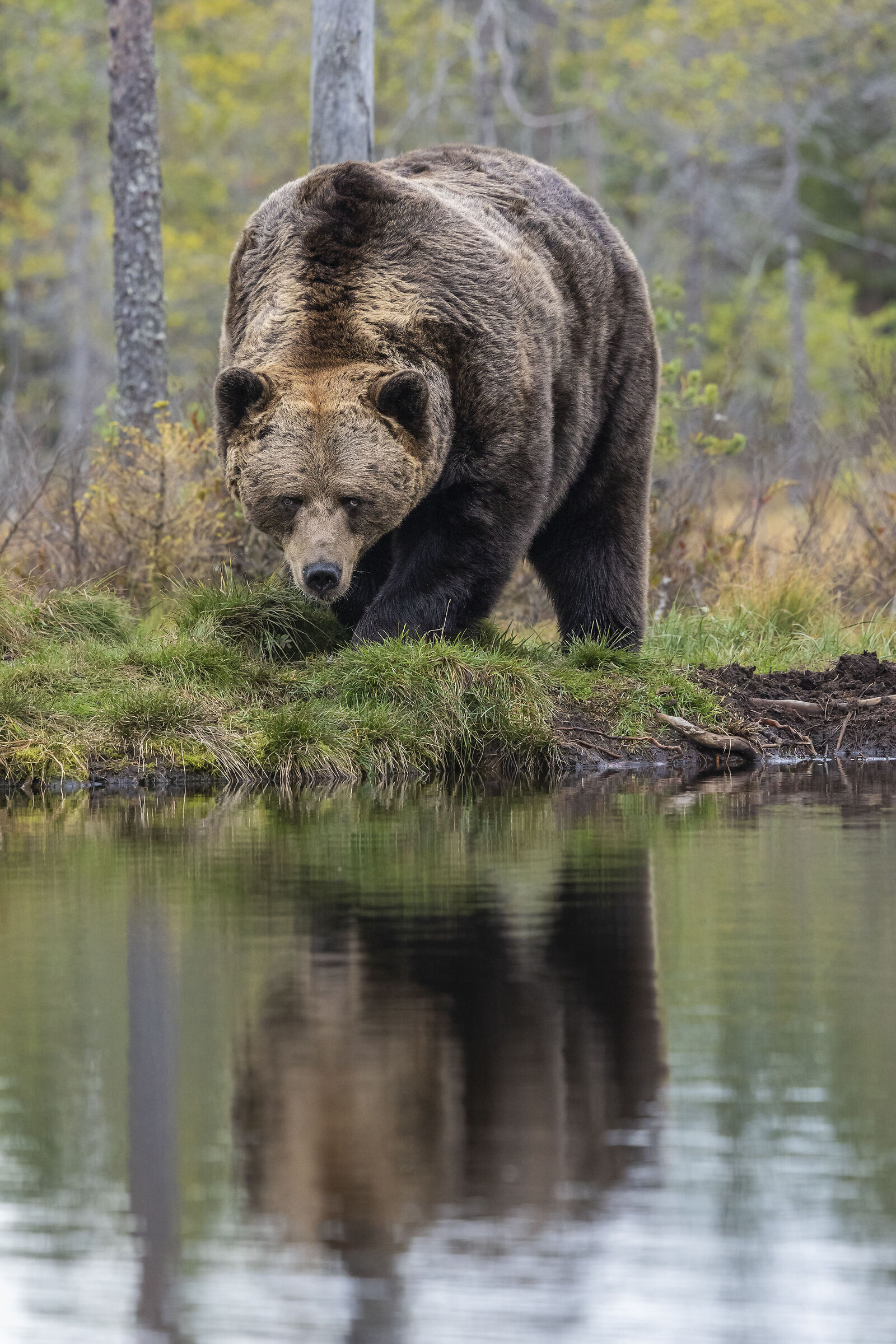 Autumn bear