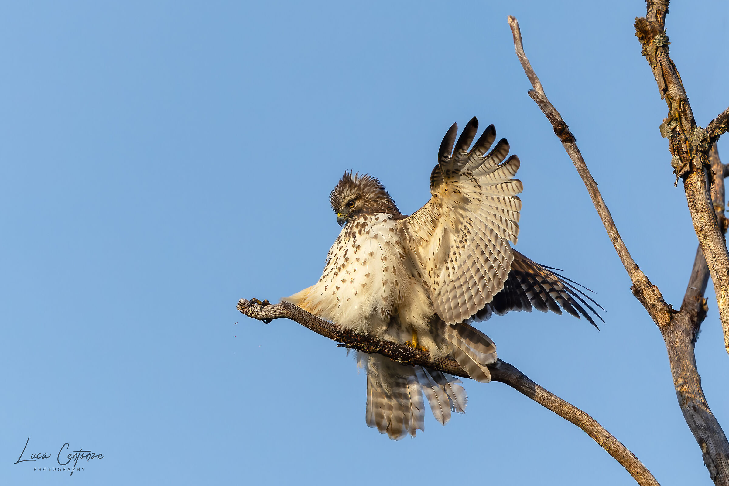 Poiana in cerca dell'equilibrio