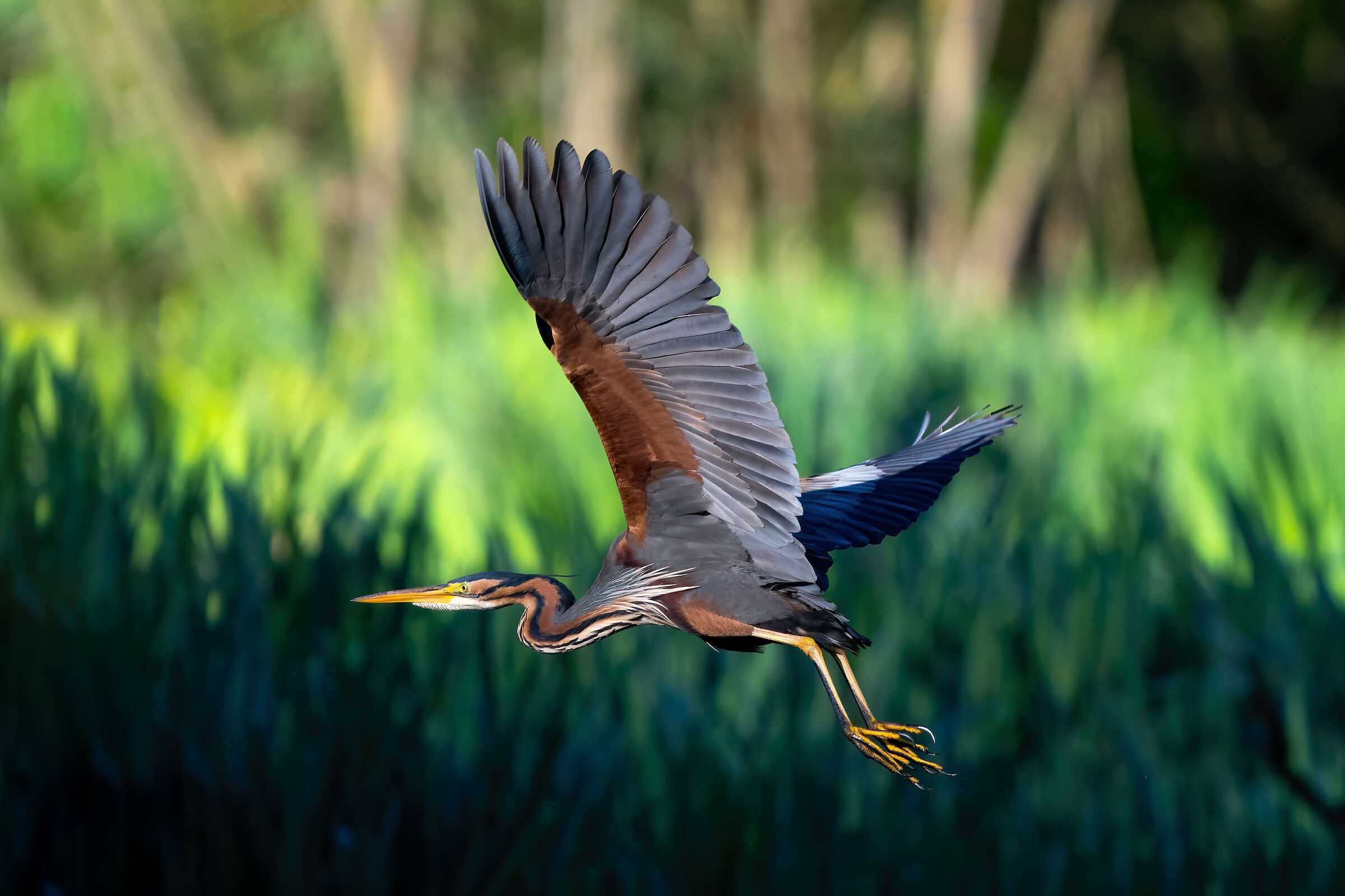 Purple heron