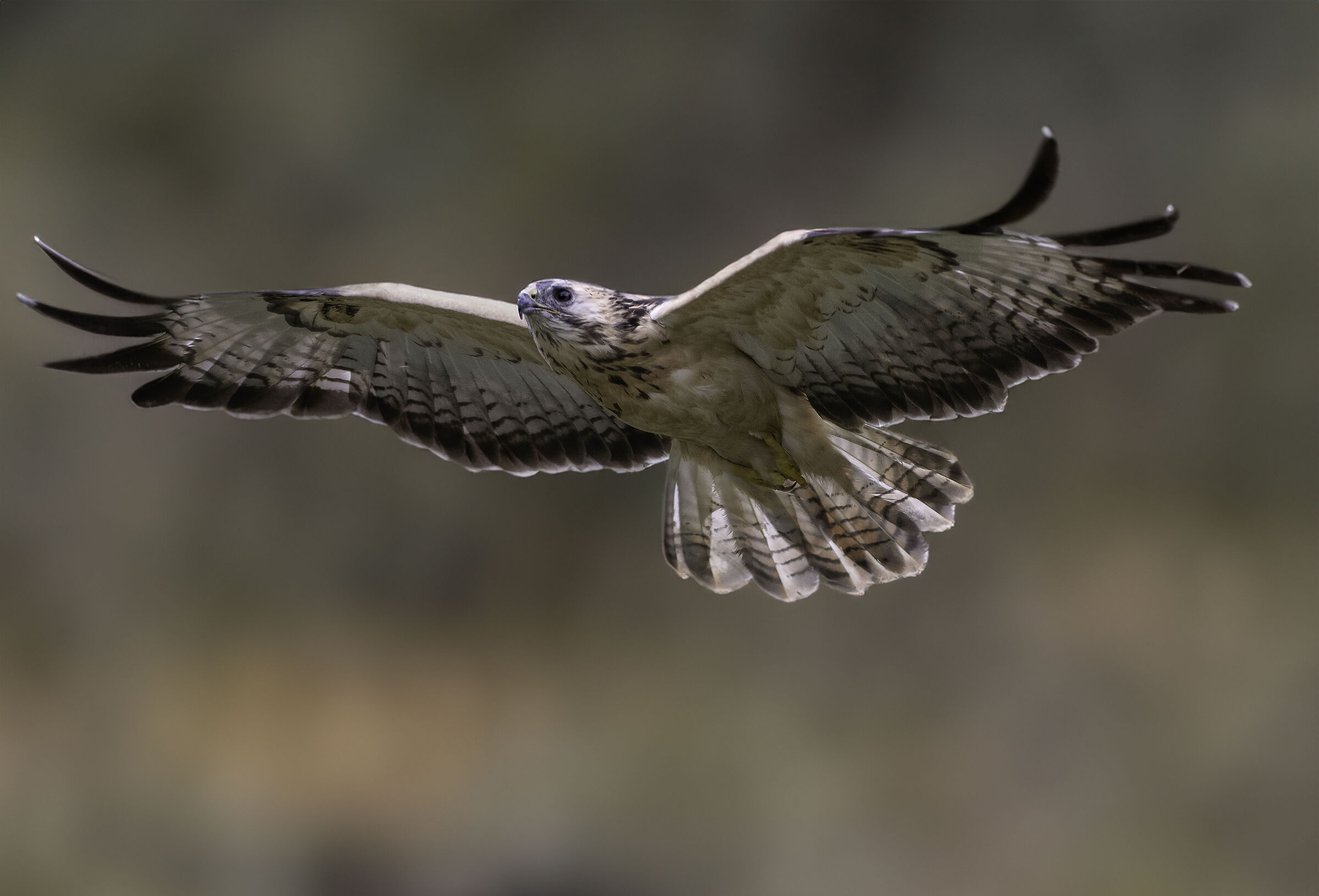 Poiana europea leucistica