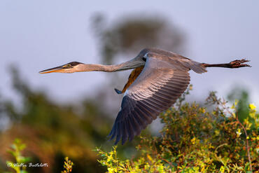 Ardea cocoi