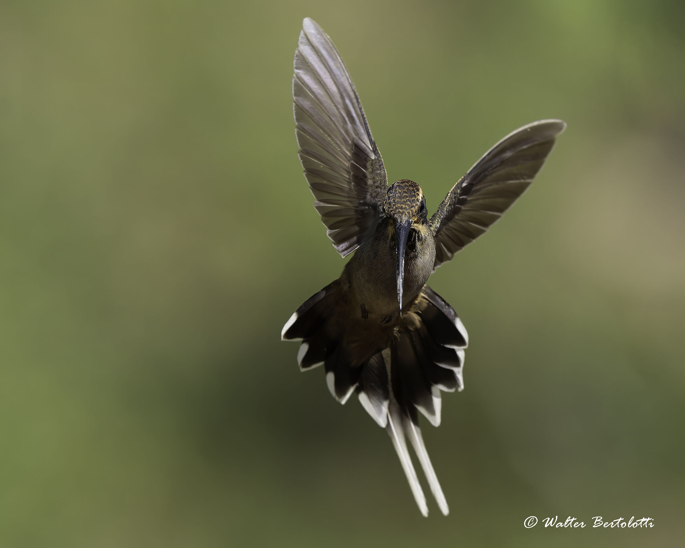 Eremita golasquamata