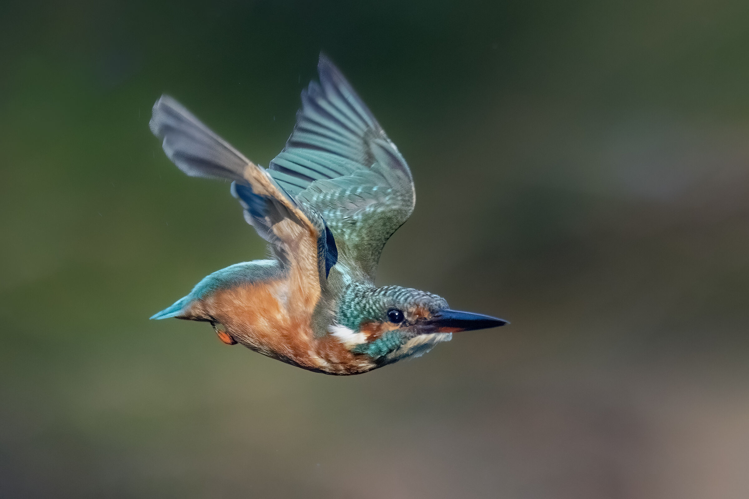 Kingfisher