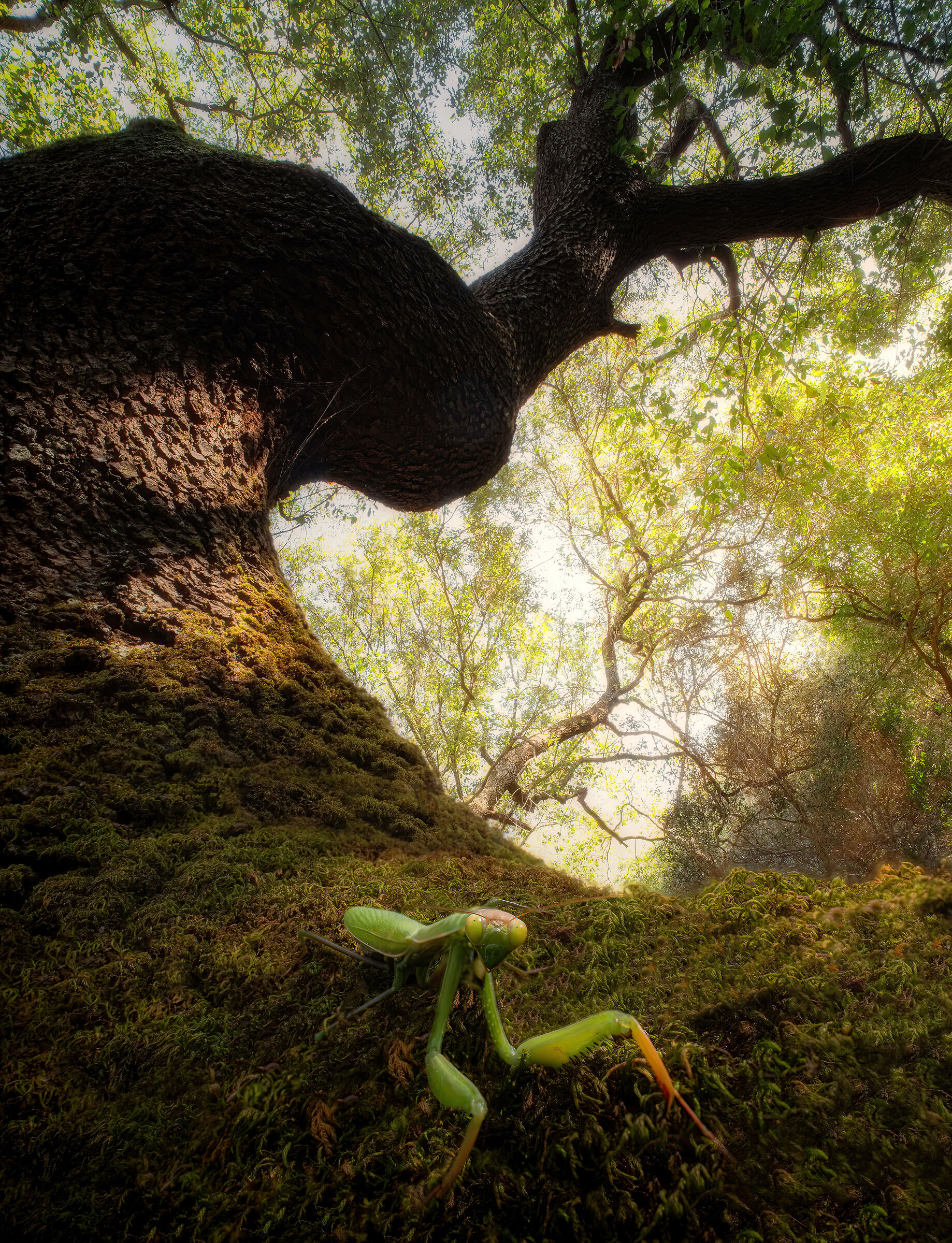 la mantide del bosco