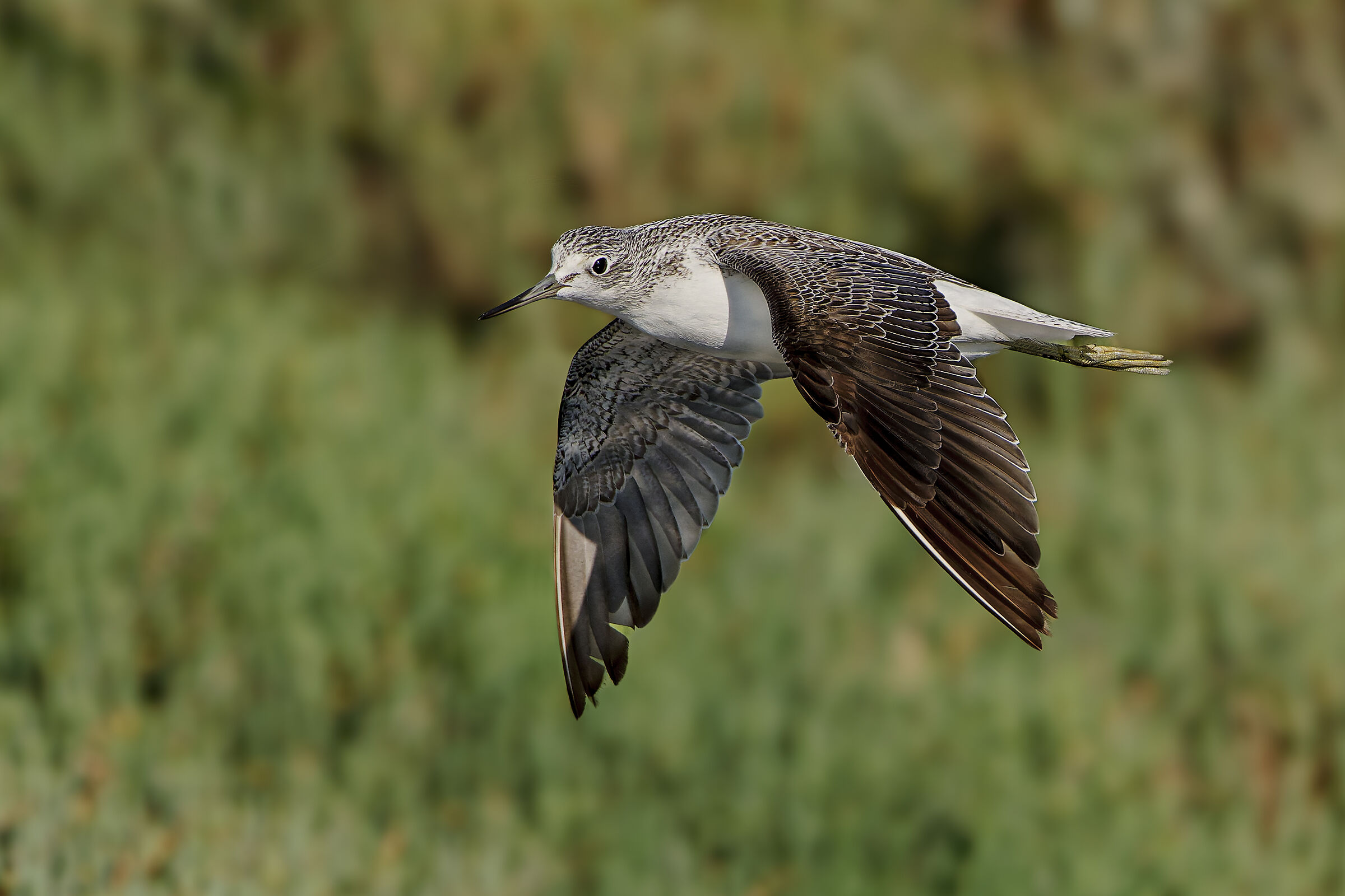 Albastrello flying over glasswort