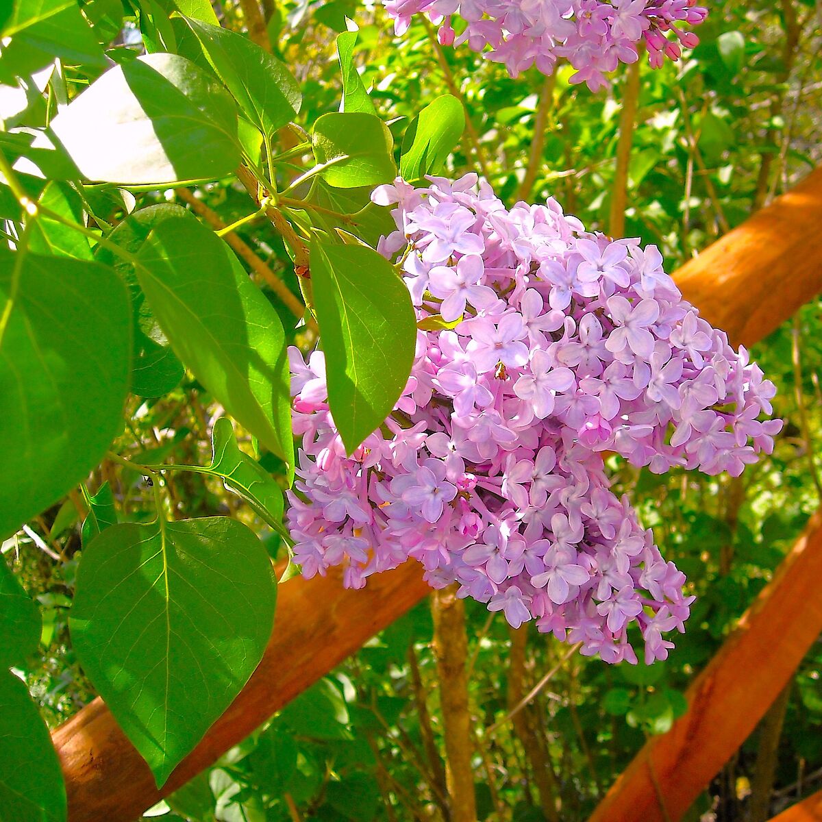 Flowers of Syringa vulgaris, better known as Lilac