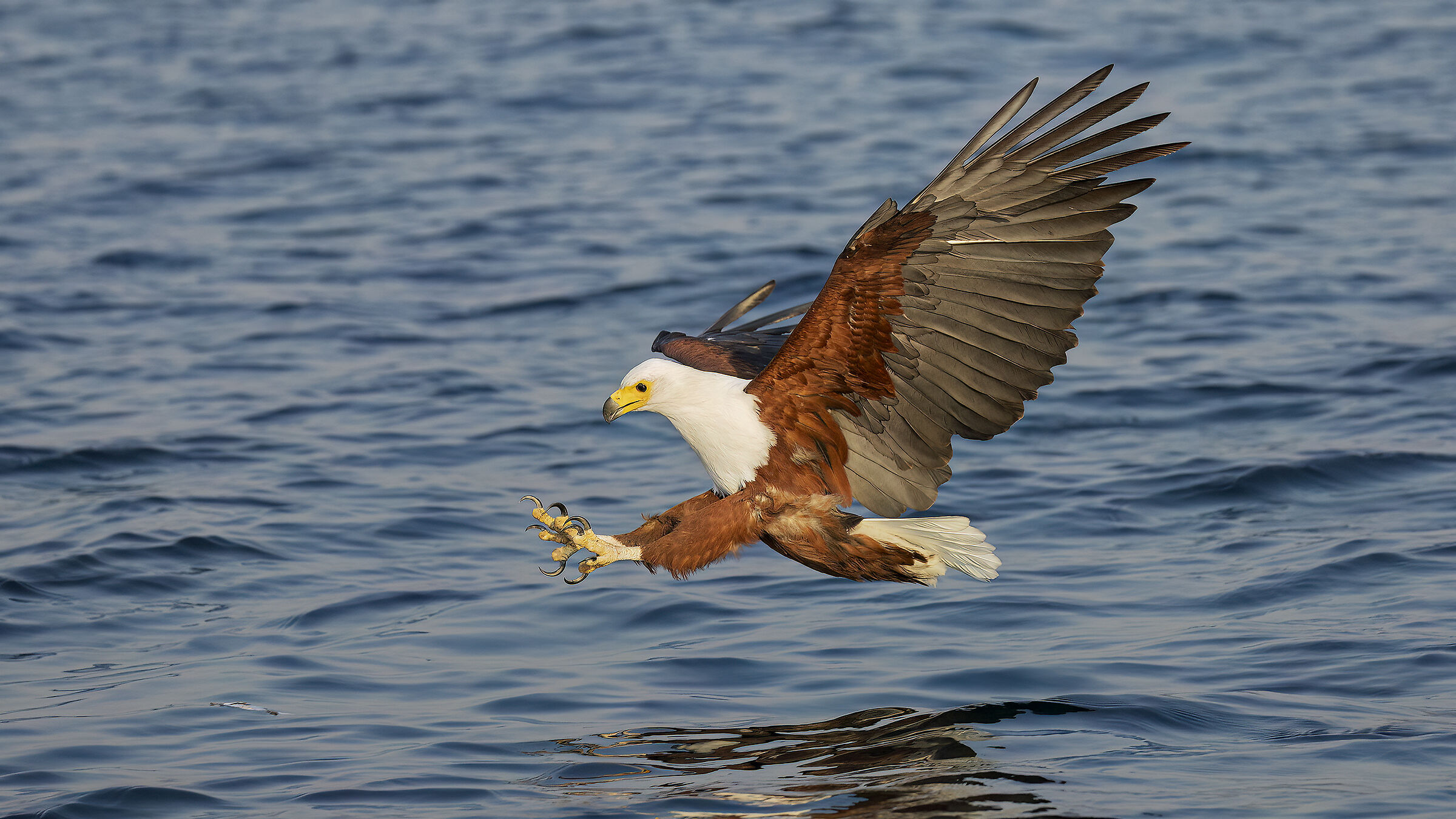 Fish eagle, Lake Malawi