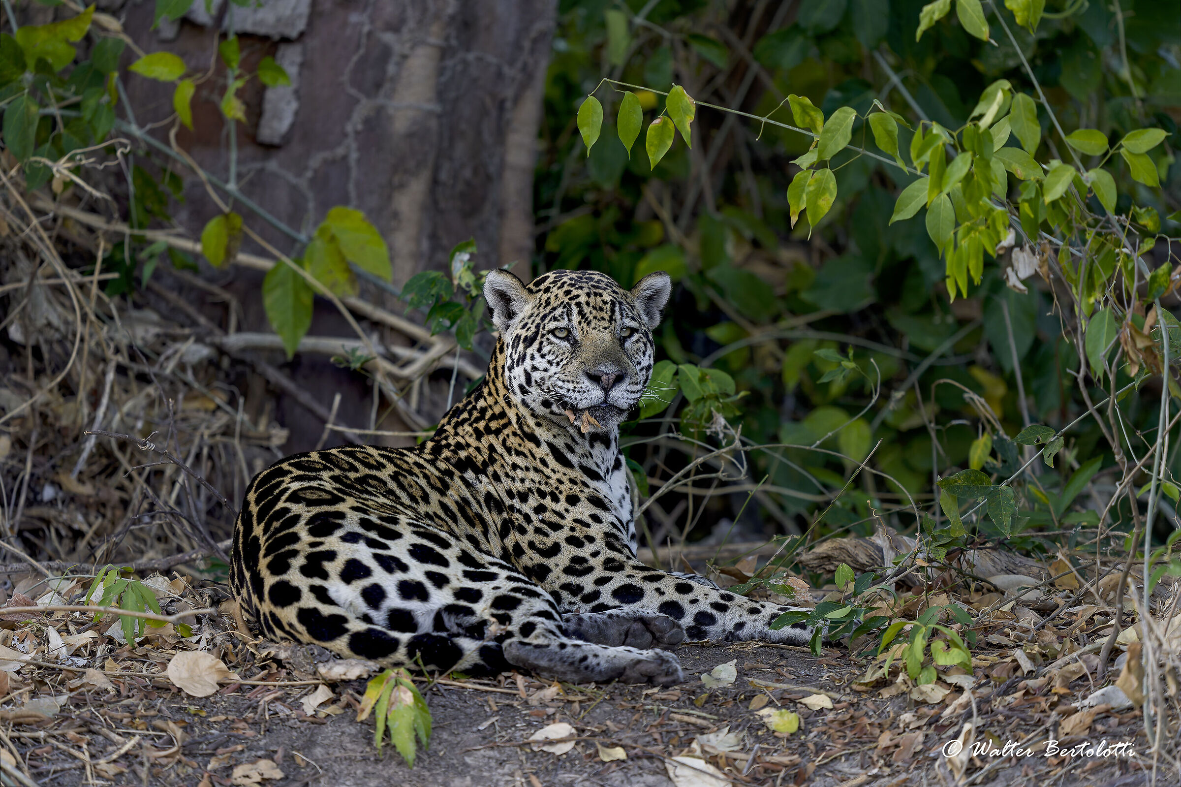 the queen of the pantanal