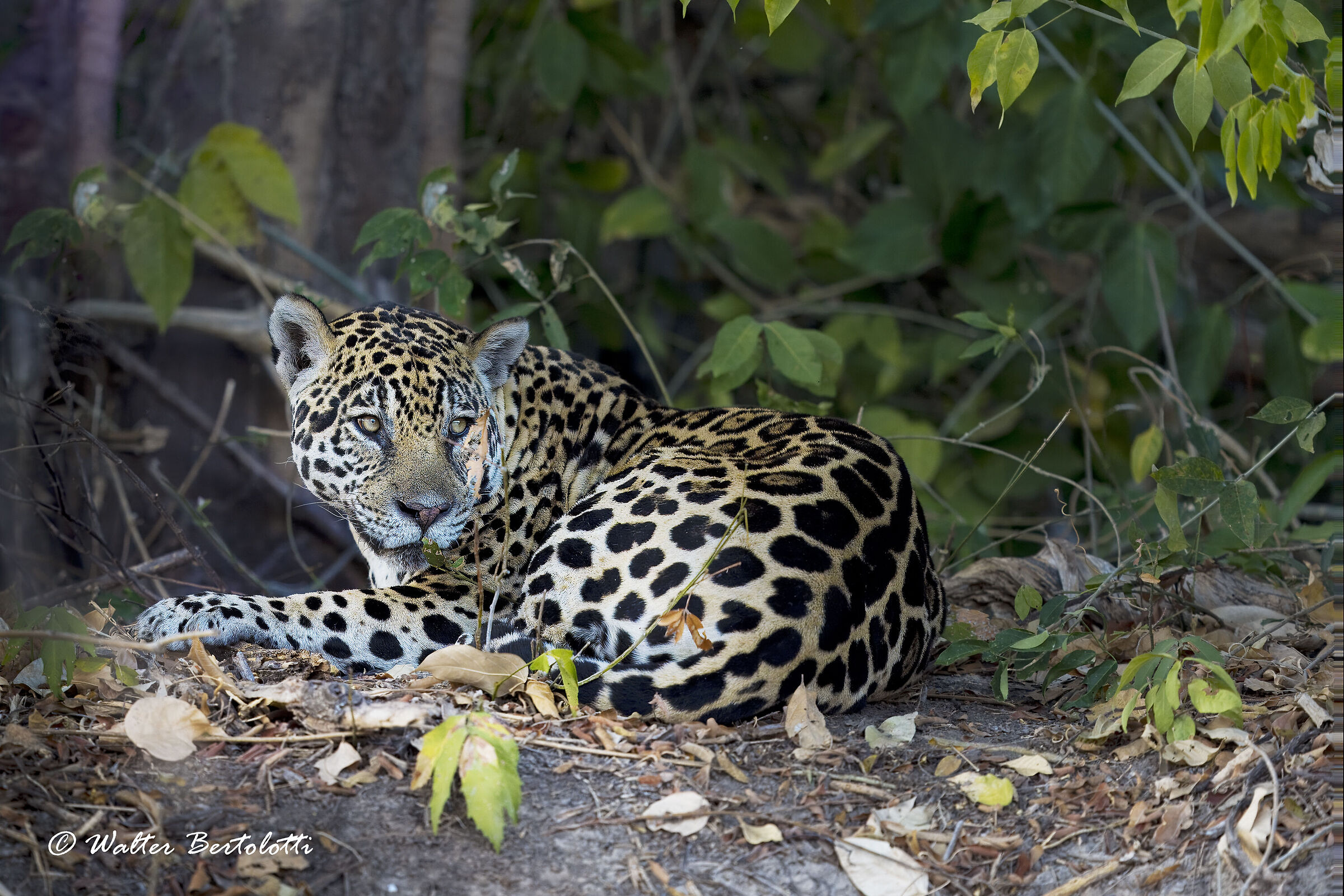 the queen of the pantanal