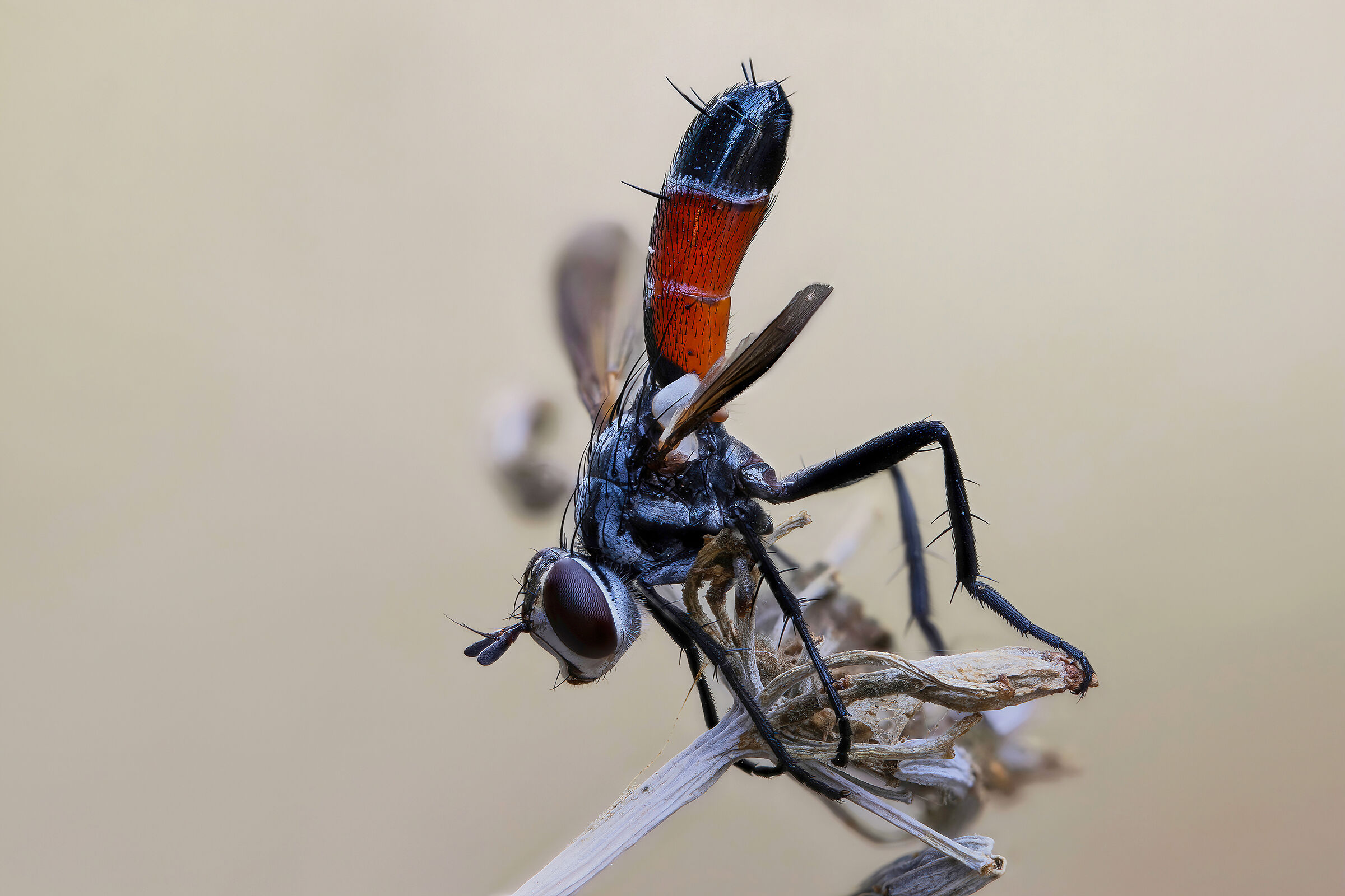 Cylindromyia sp. z o.o.