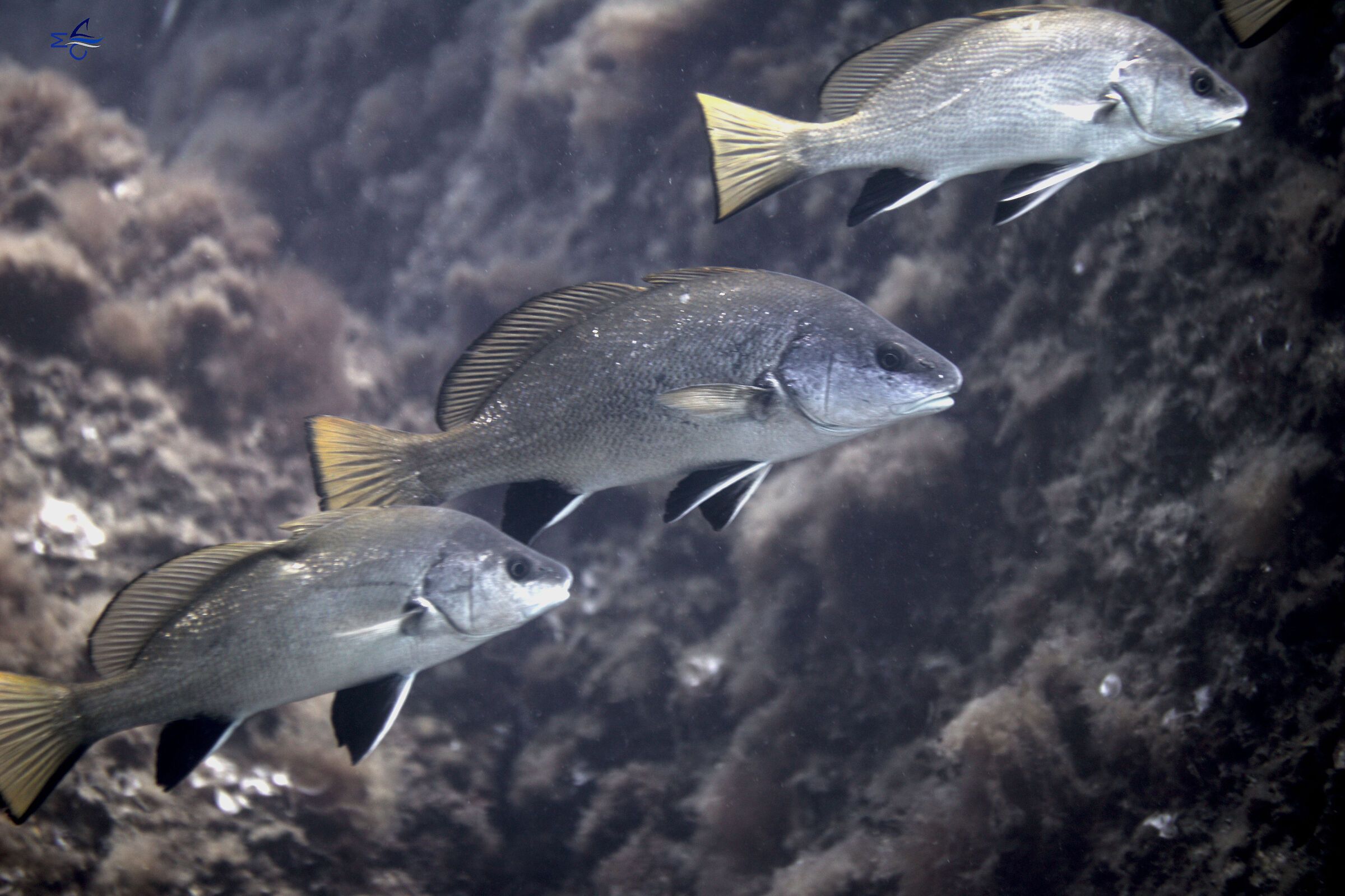 One windlass, two salps, three salps.