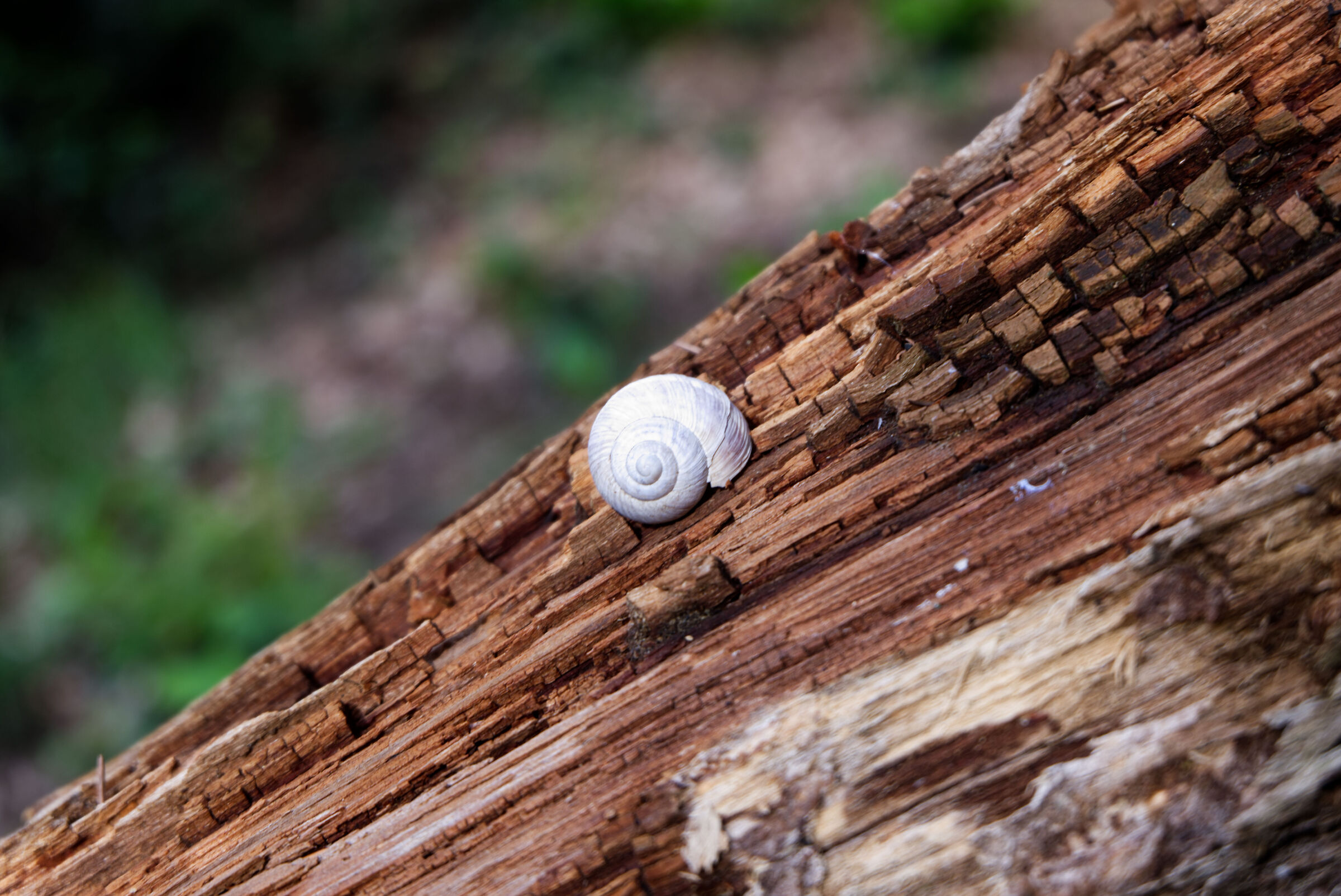 Snail on dry trunk