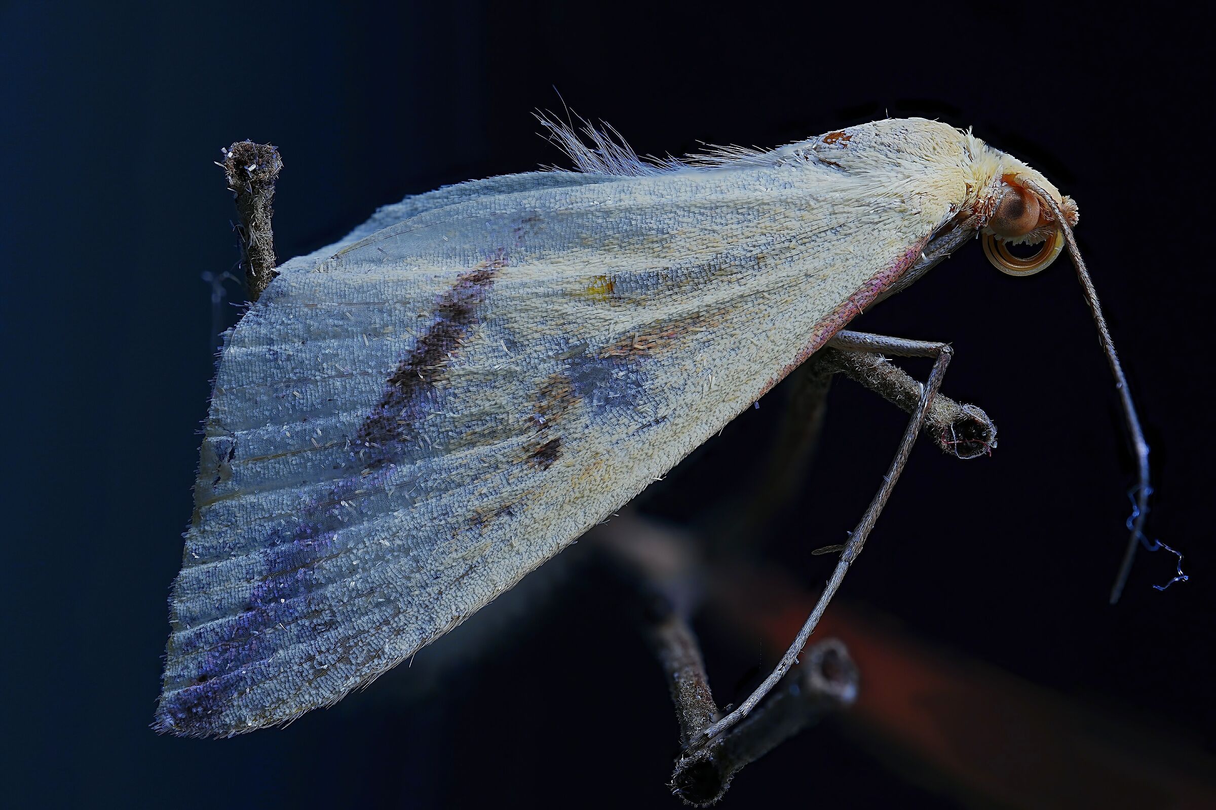 A beautiful close-up