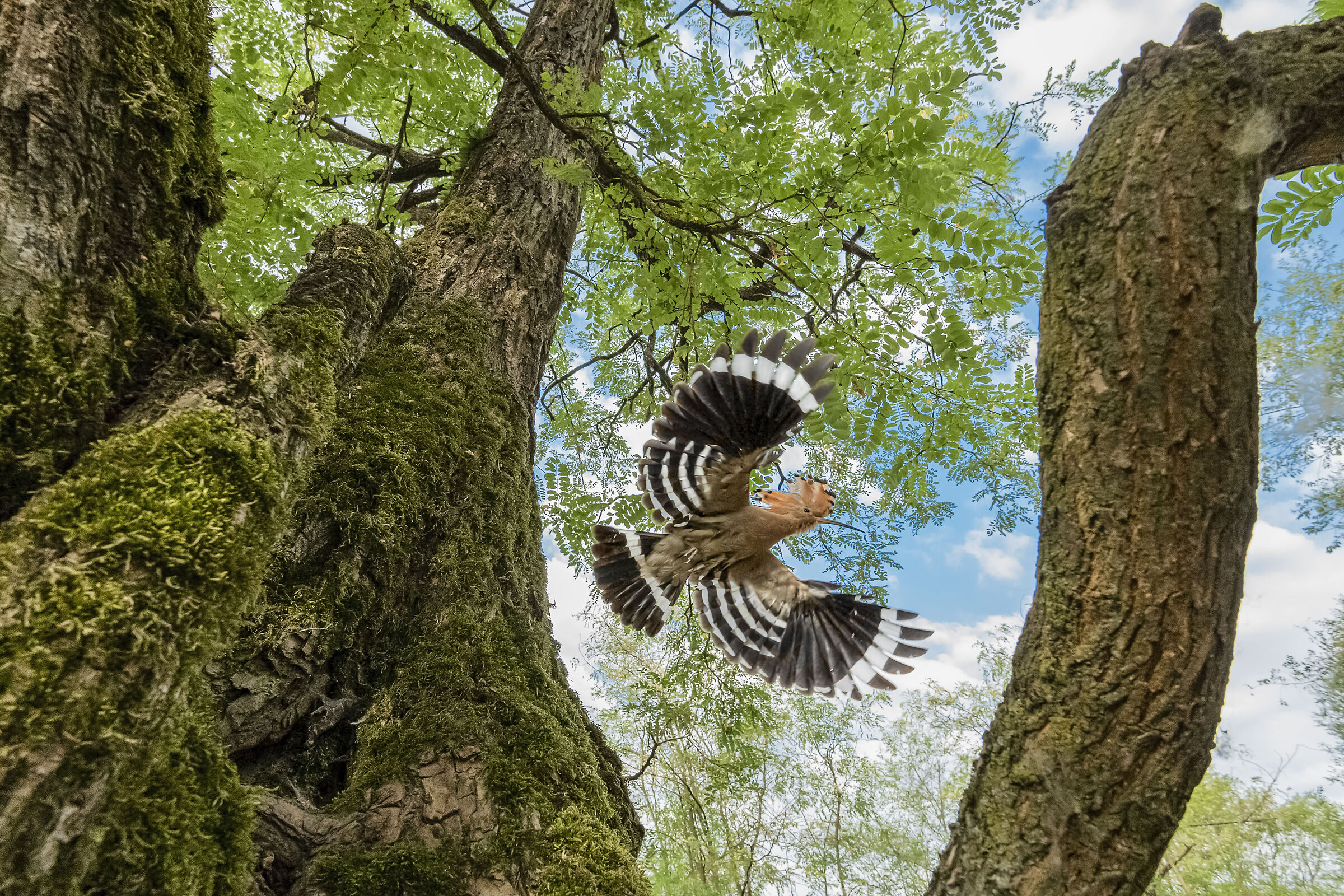 Wide angle in the woods, the hoopoe