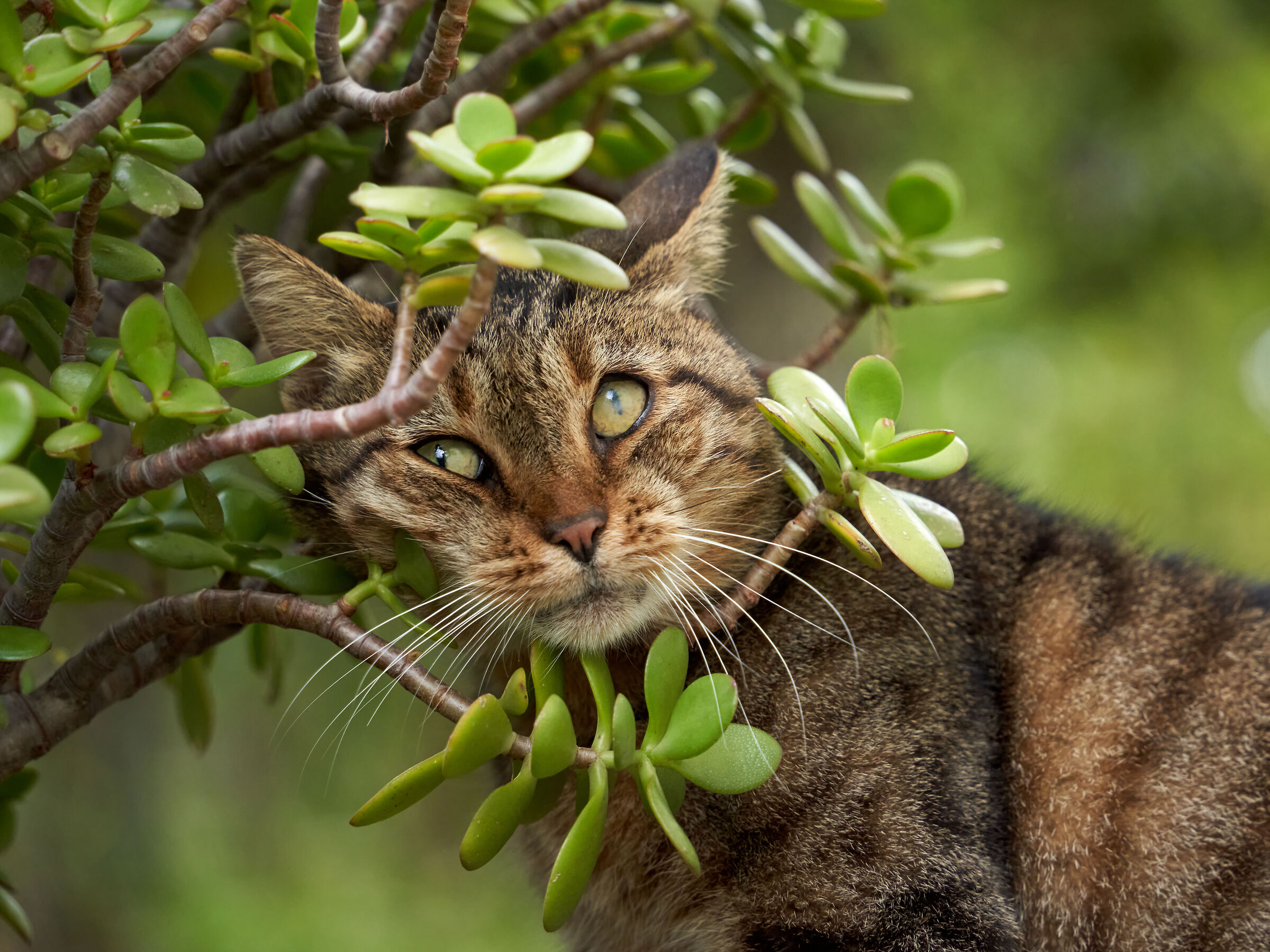 Gustavo among the branches