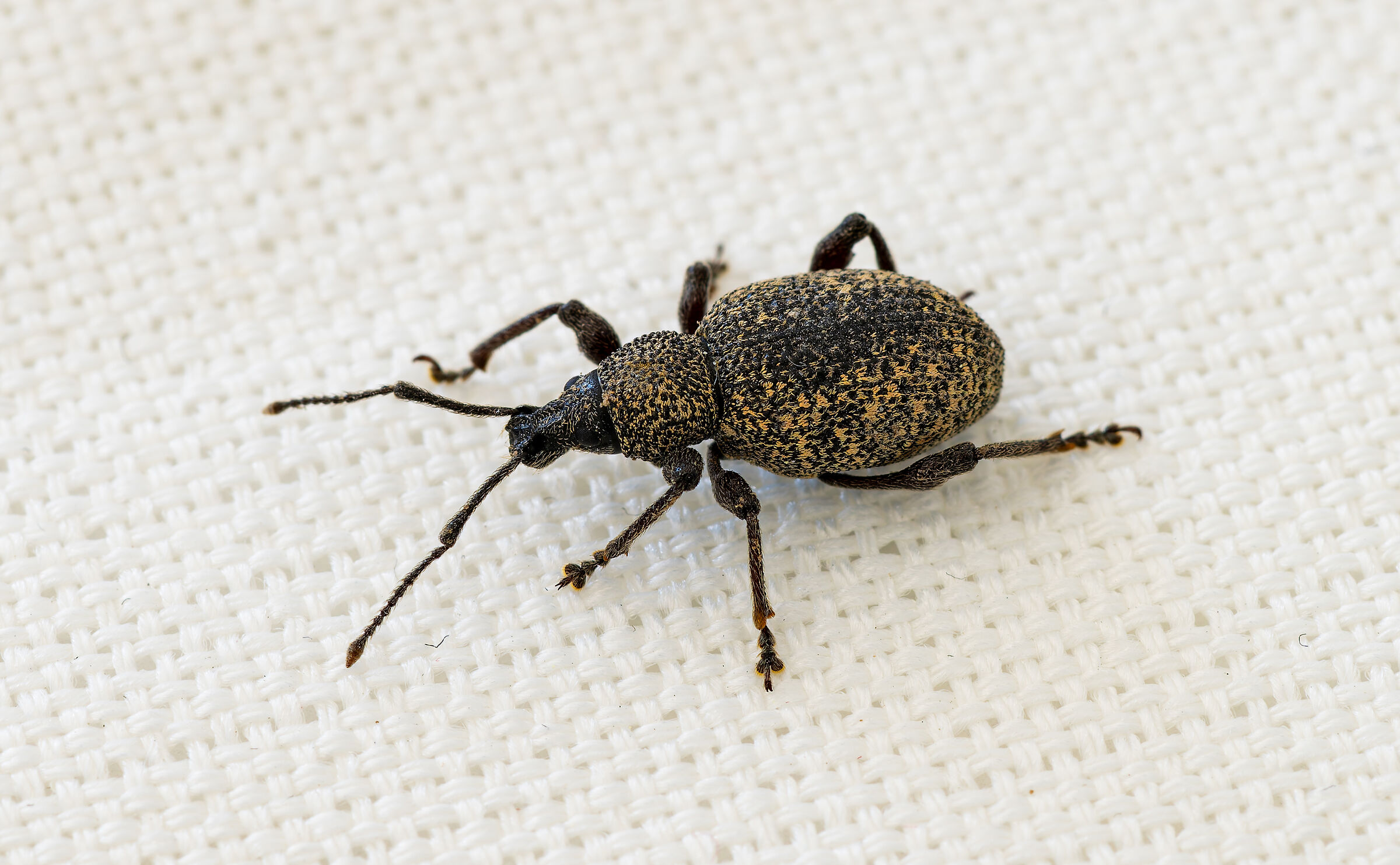 Othiorrhynchus Ligustici