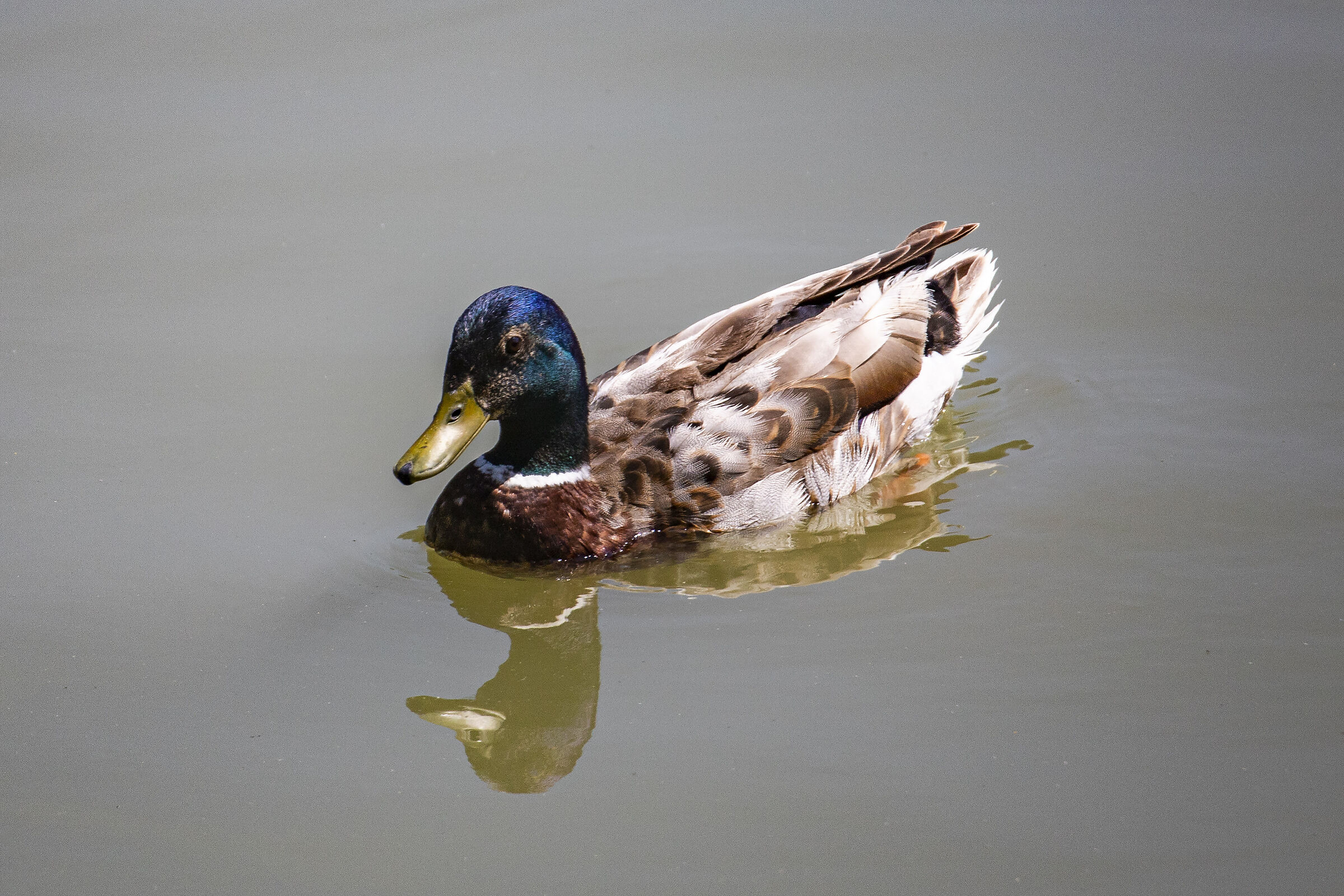 Mallard male...