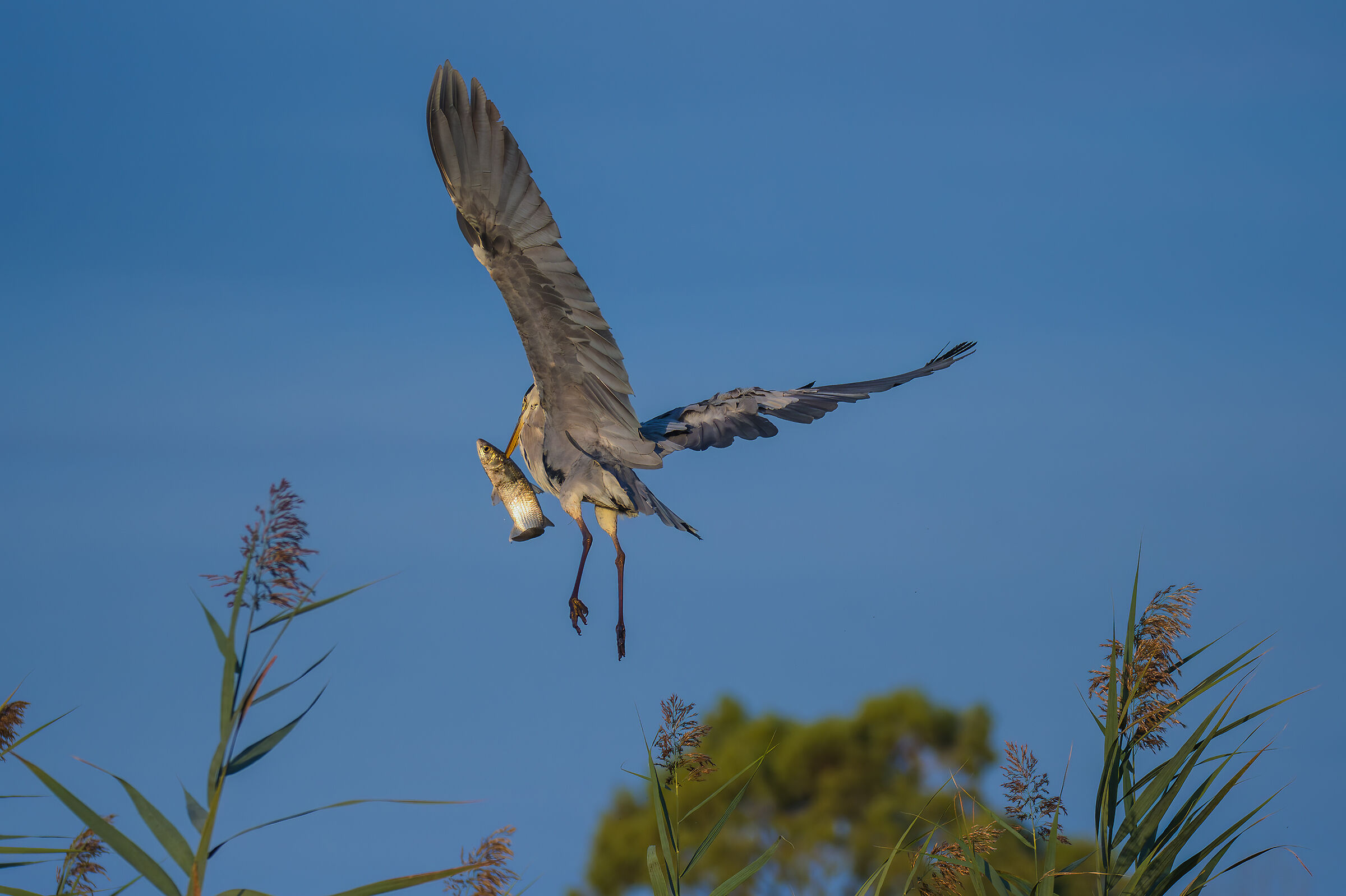Airone cenerino(Ardea cinerea)