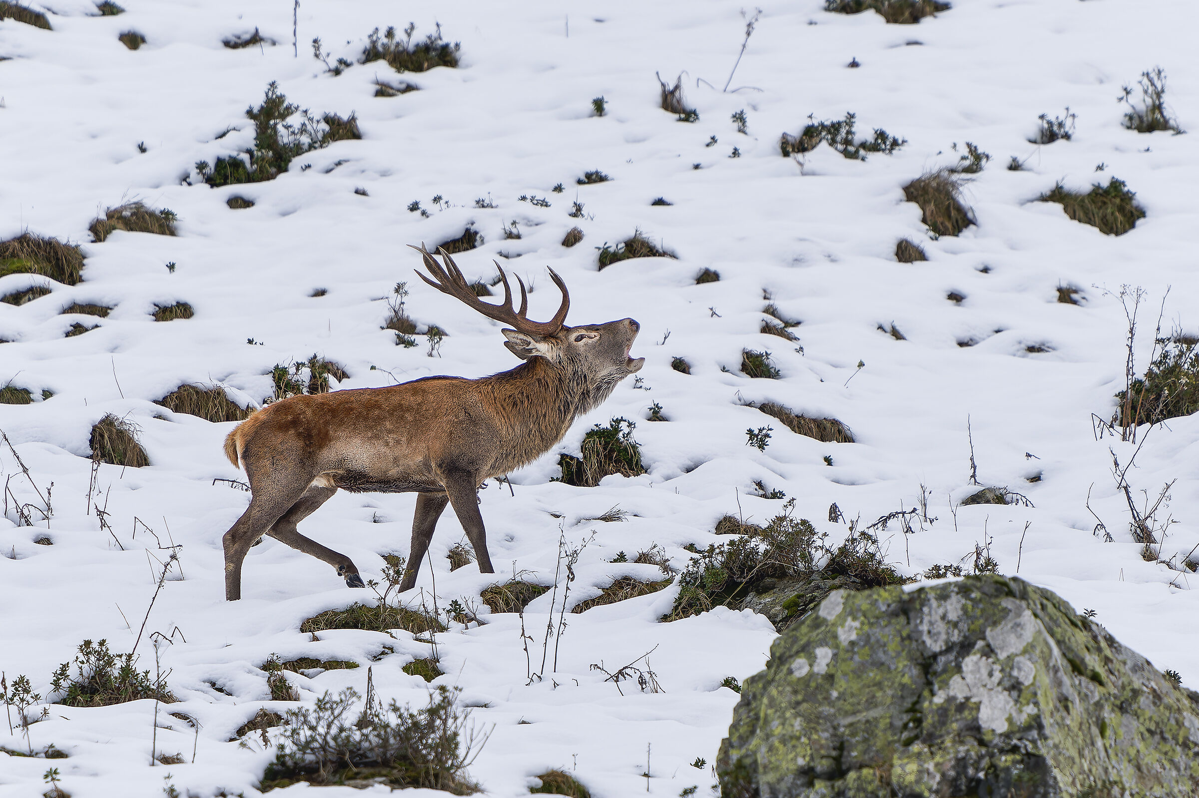 Roaring in the snow