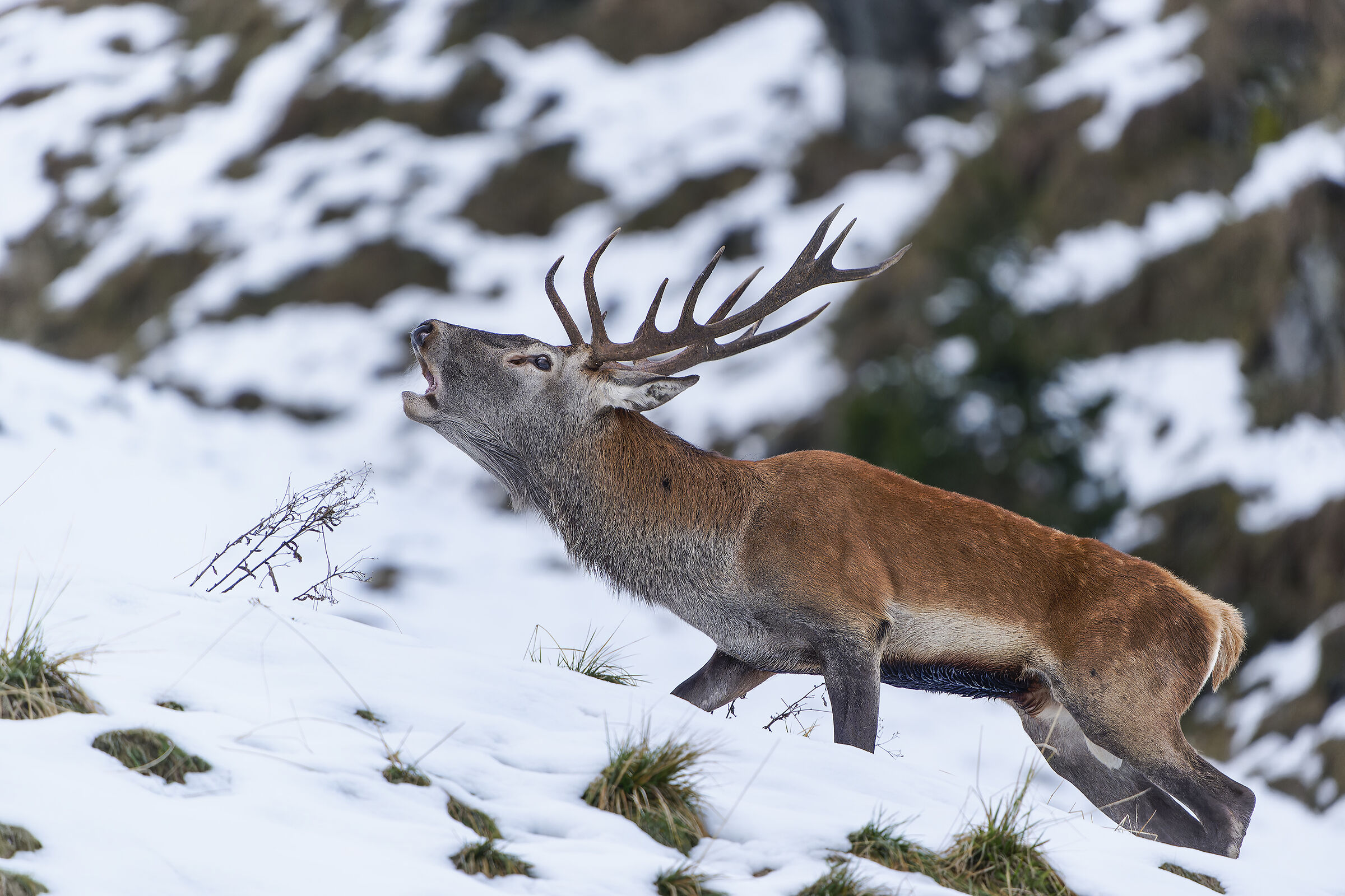 Roaring in the snow