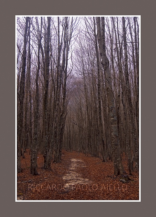 sentiero nel bosco...
