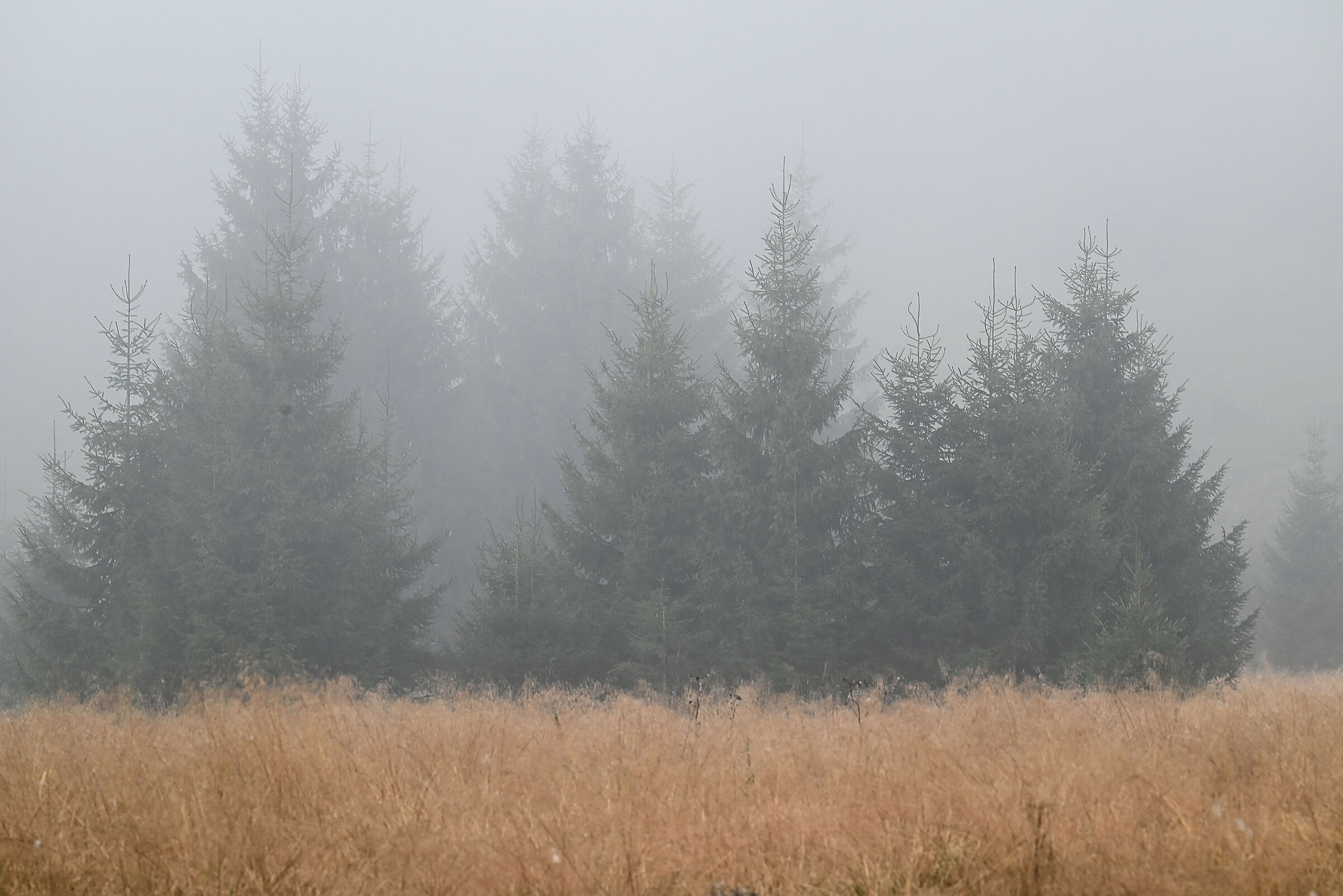 Cansiglio Forest