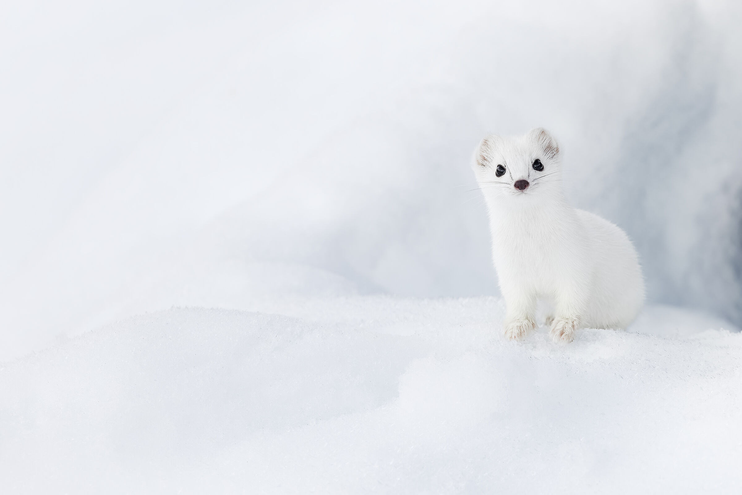 Impercettibile presenza