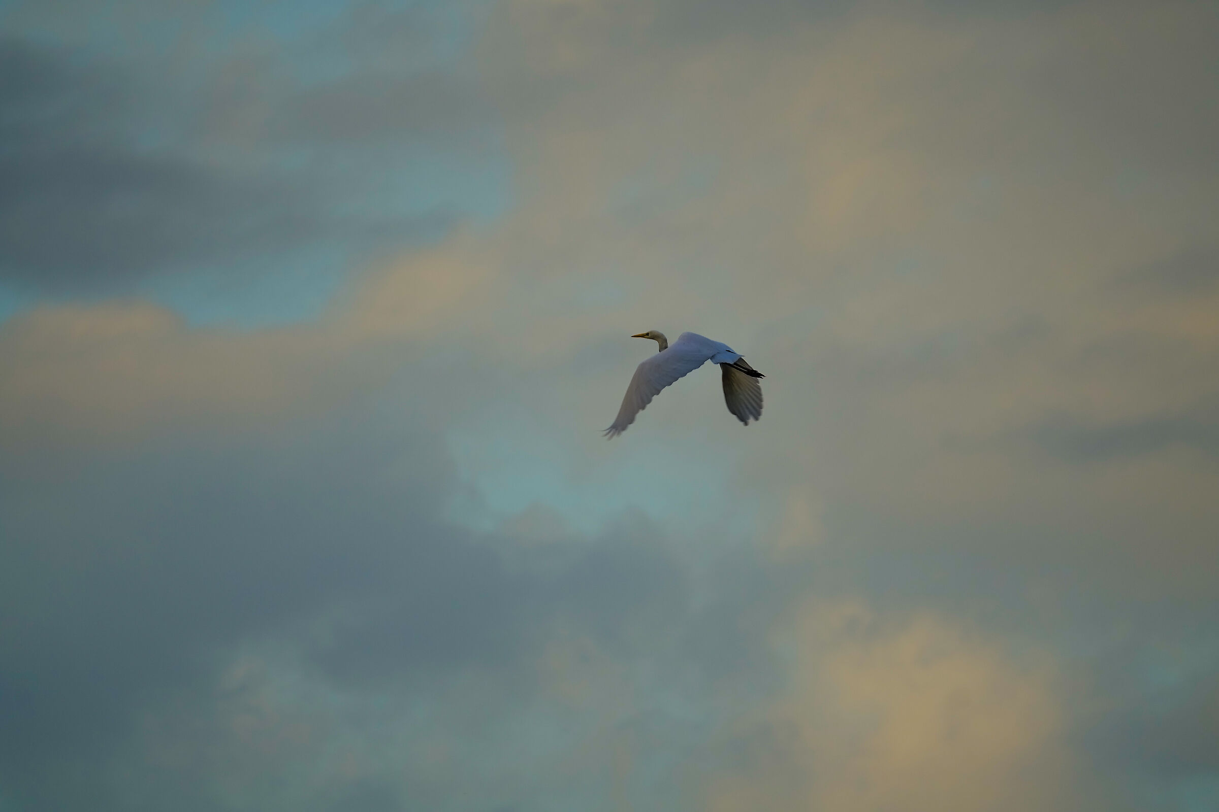 Avifauna