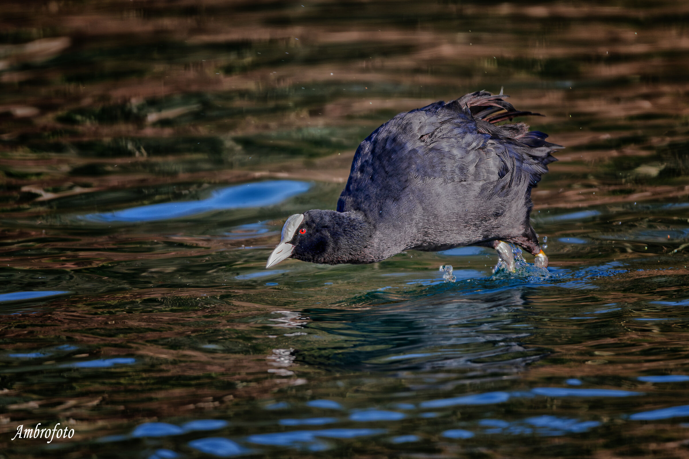 Il tuffo (folaga)