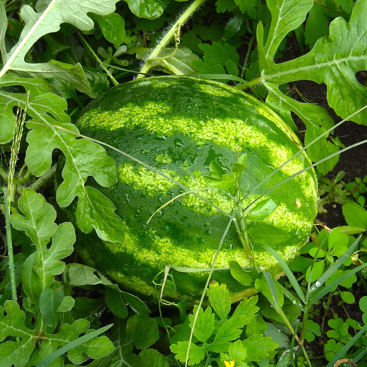 It was the first watermelon in my garden years ago...