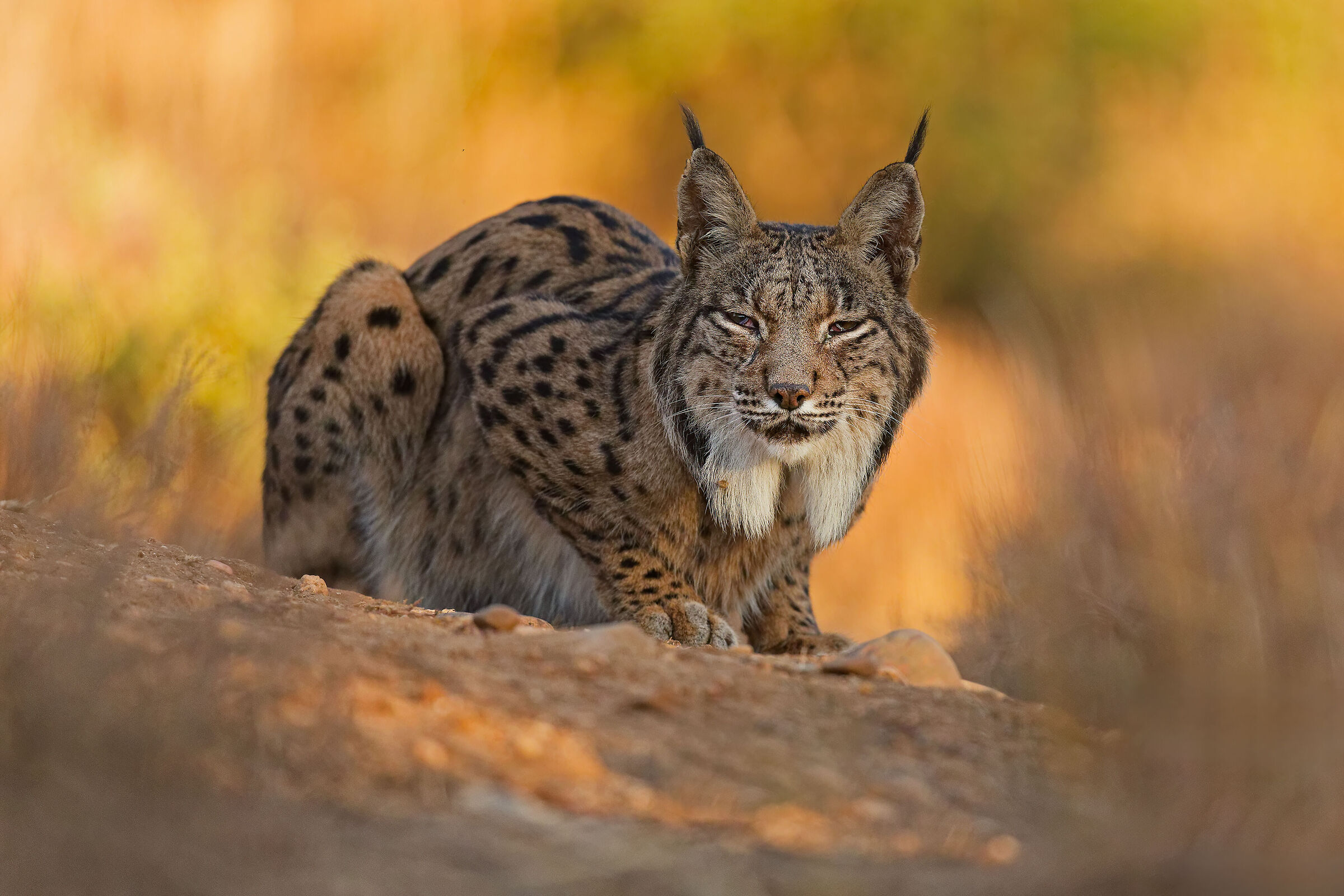 lince iberica