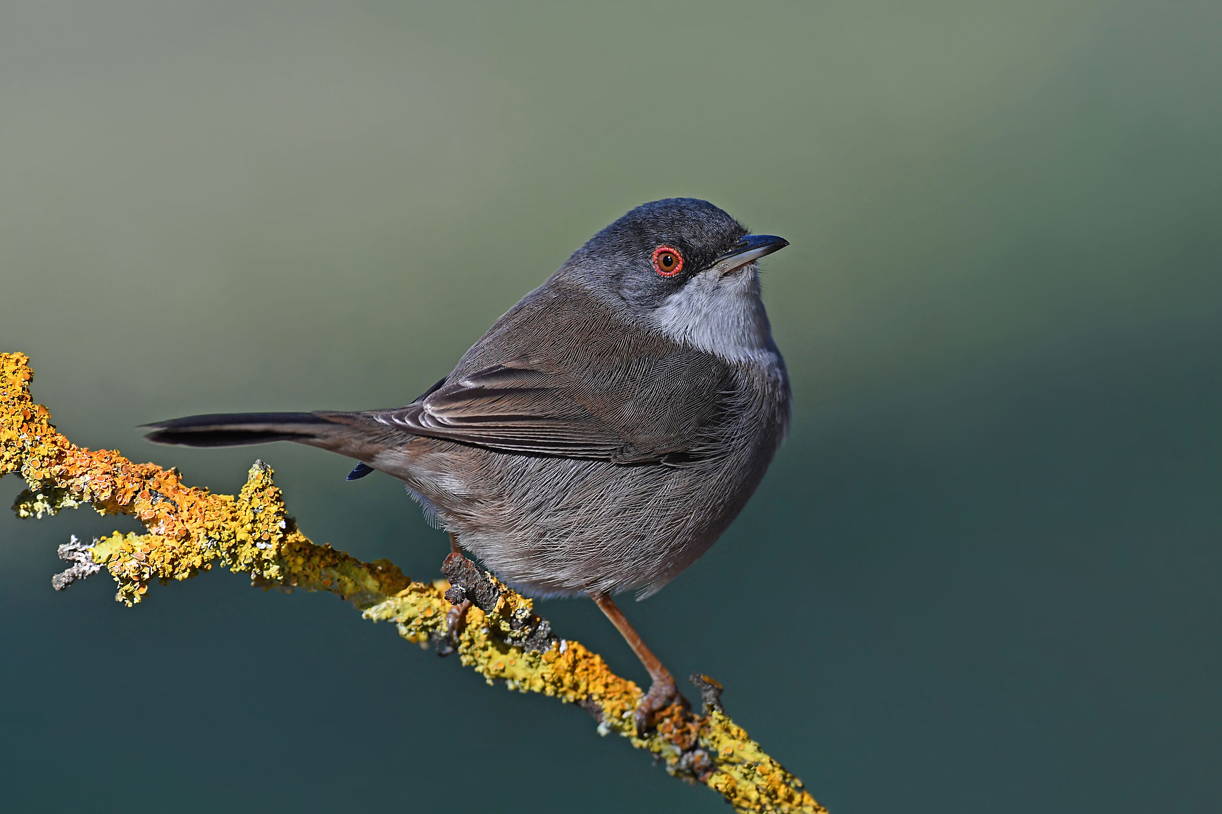 Stories of feathers 2 ( Occhiocotto F. )