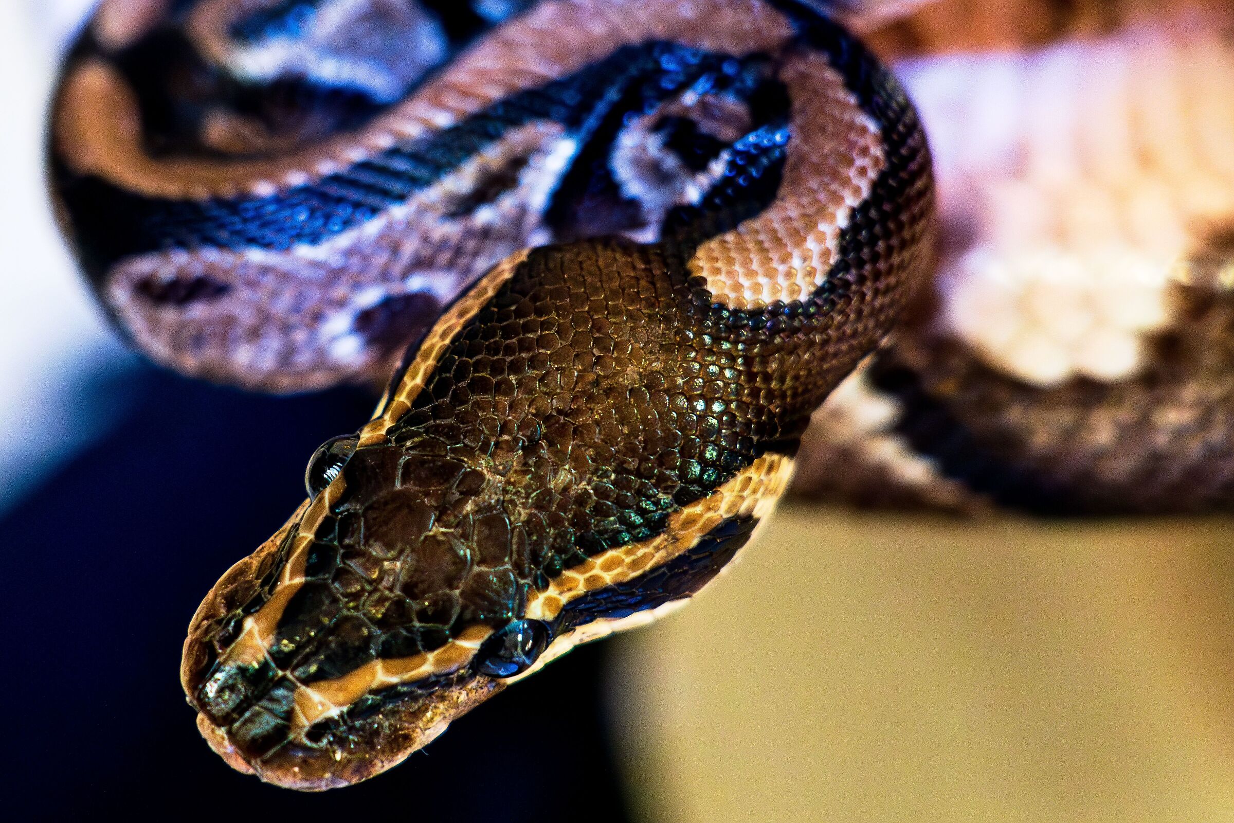 Royal Python 0001