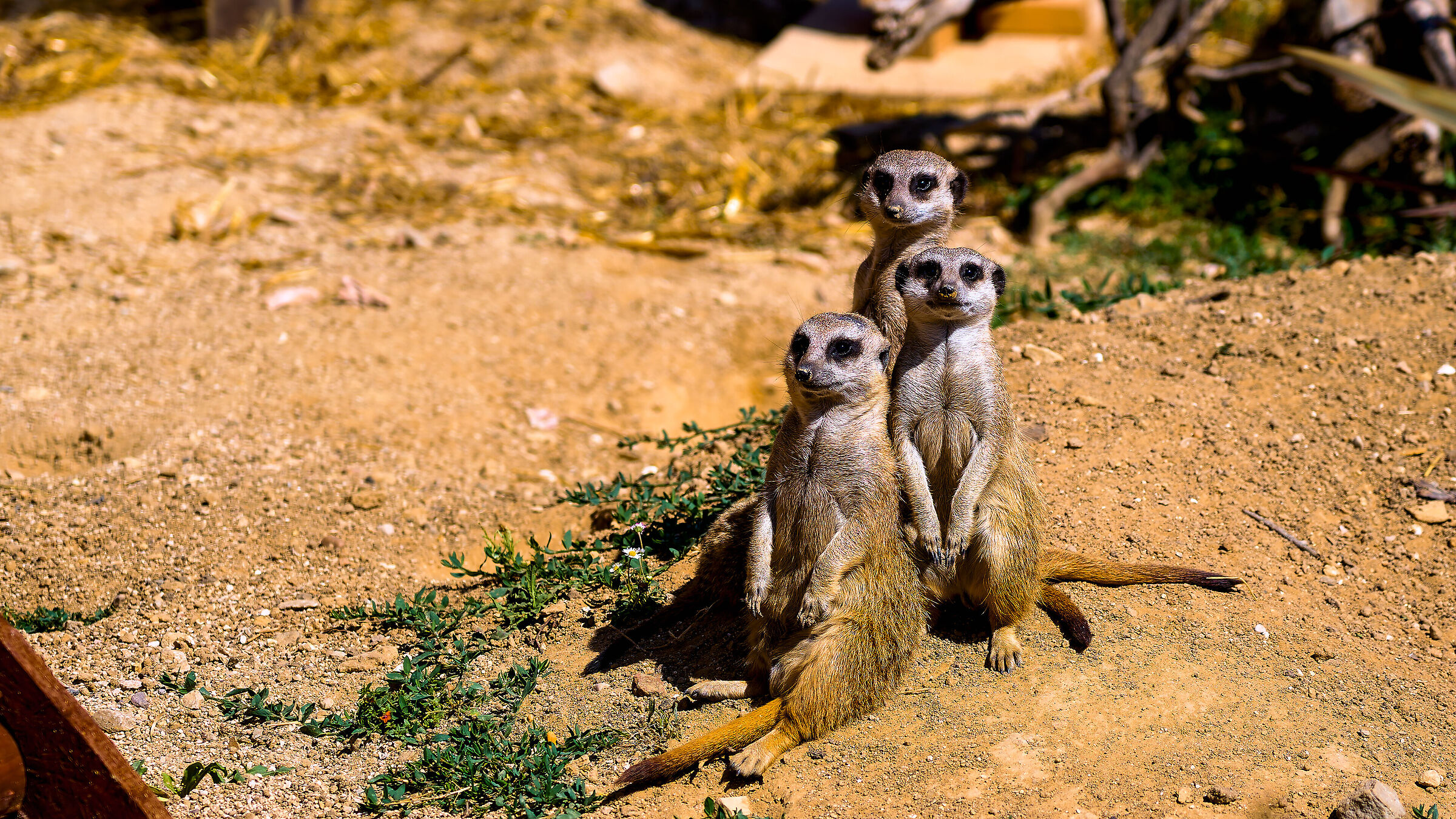 Meerkats 0002