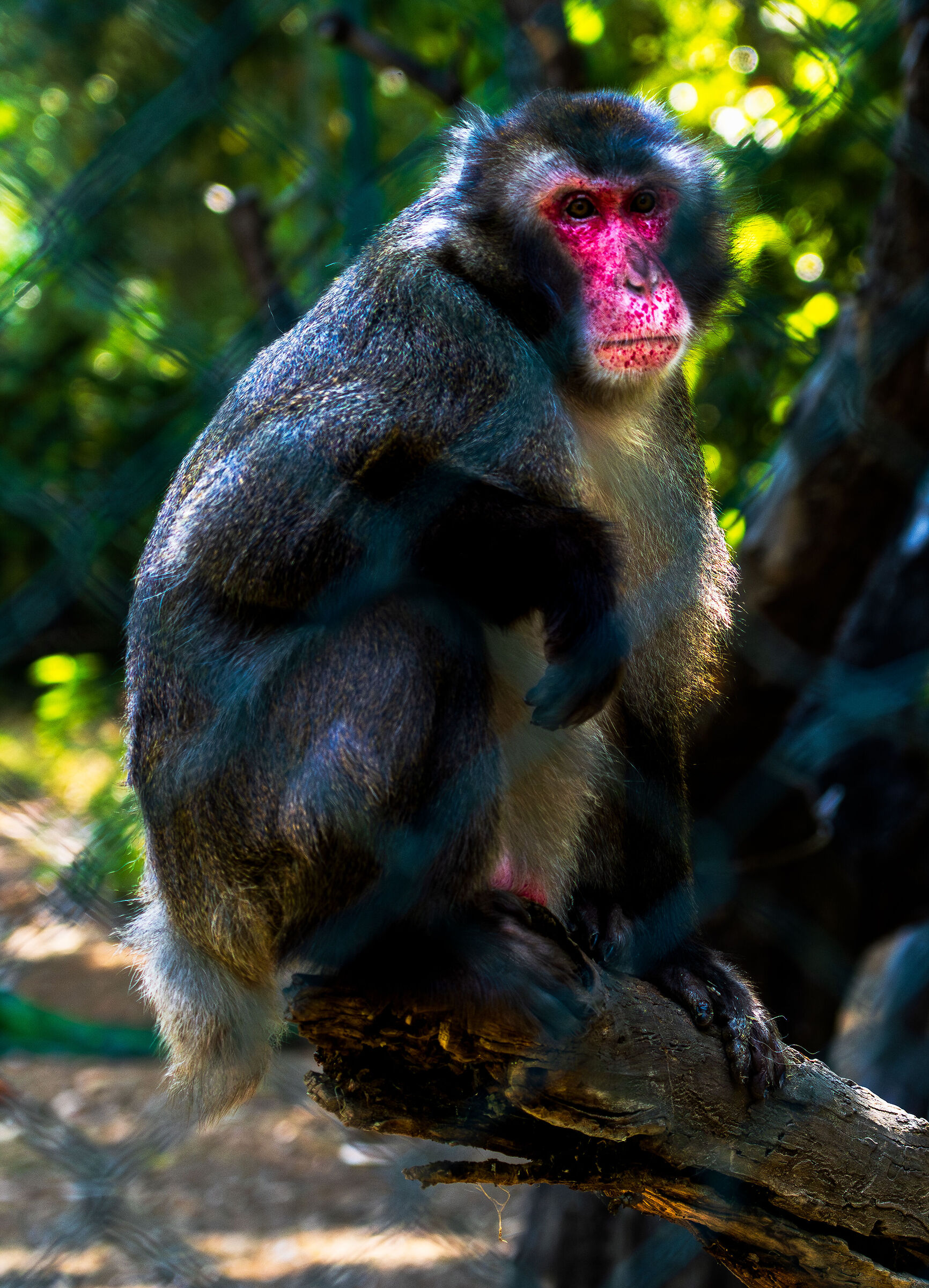 Japanese macaque