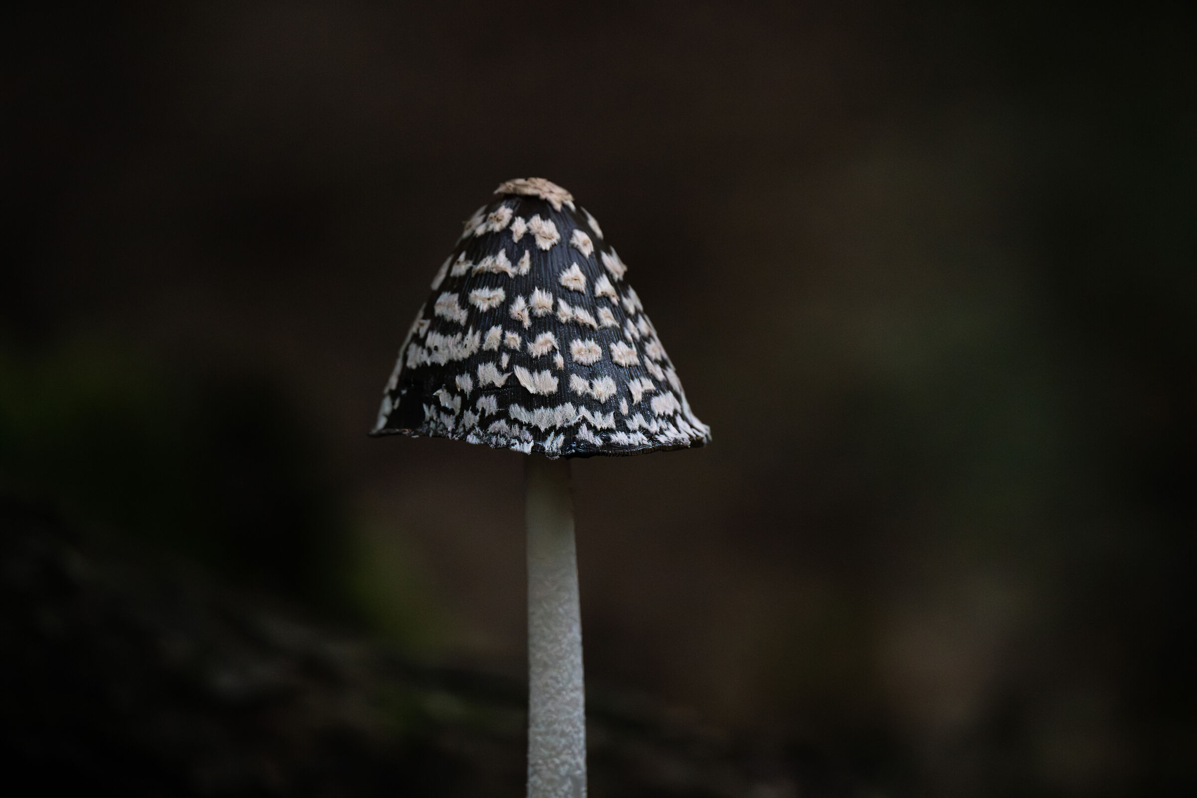 Cotofana