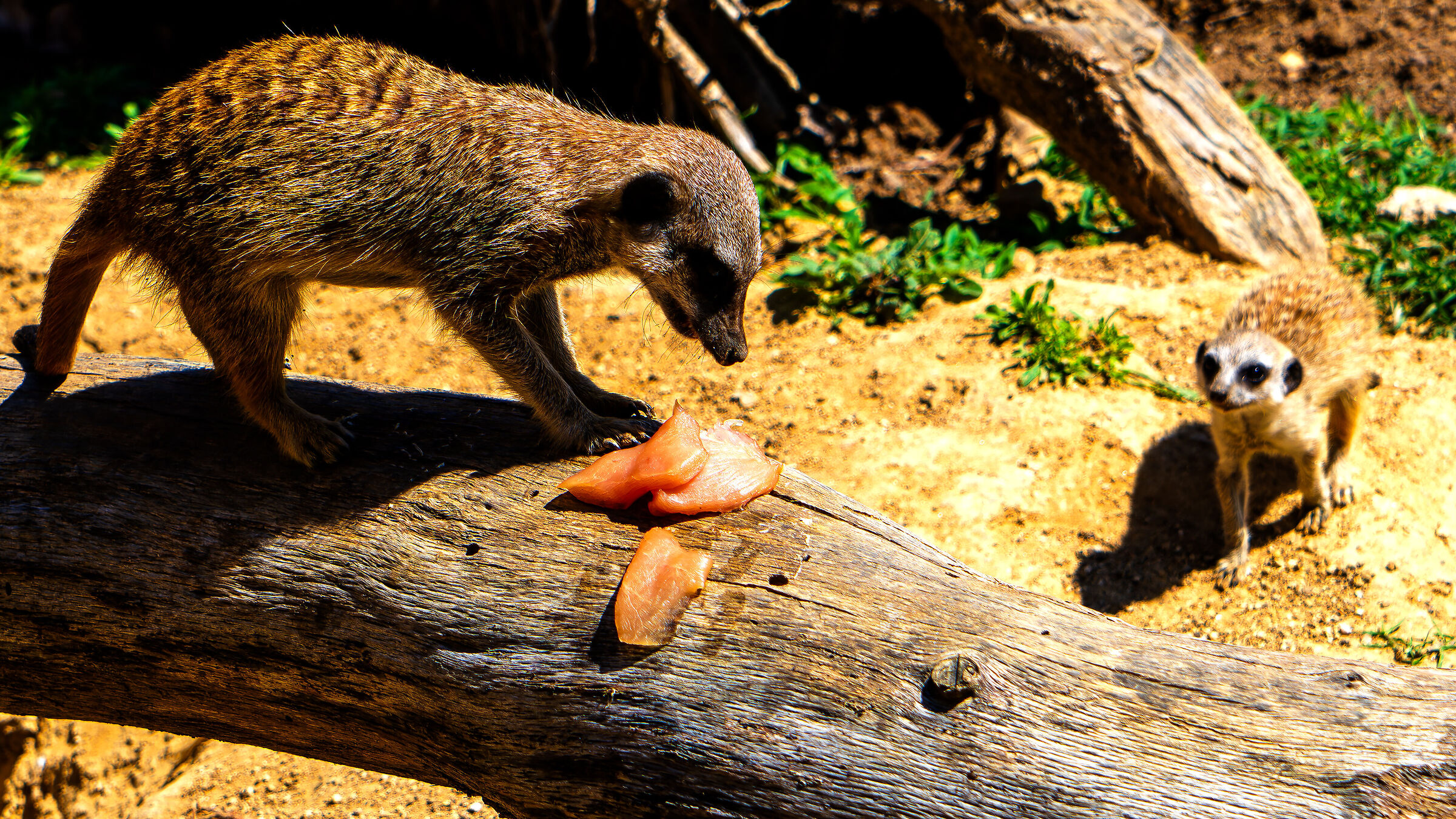 Meerkats 0001