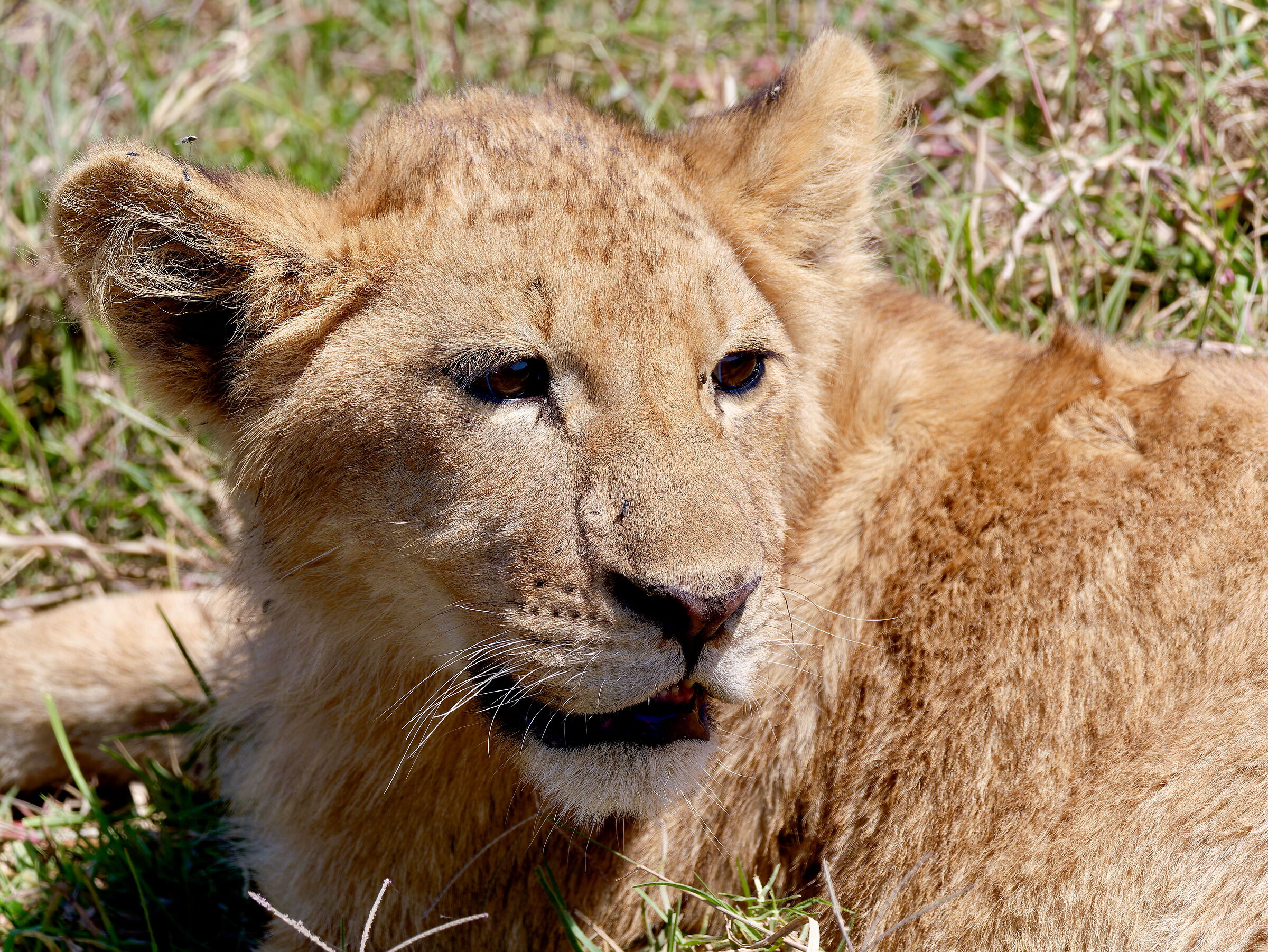 Little lions grow up...